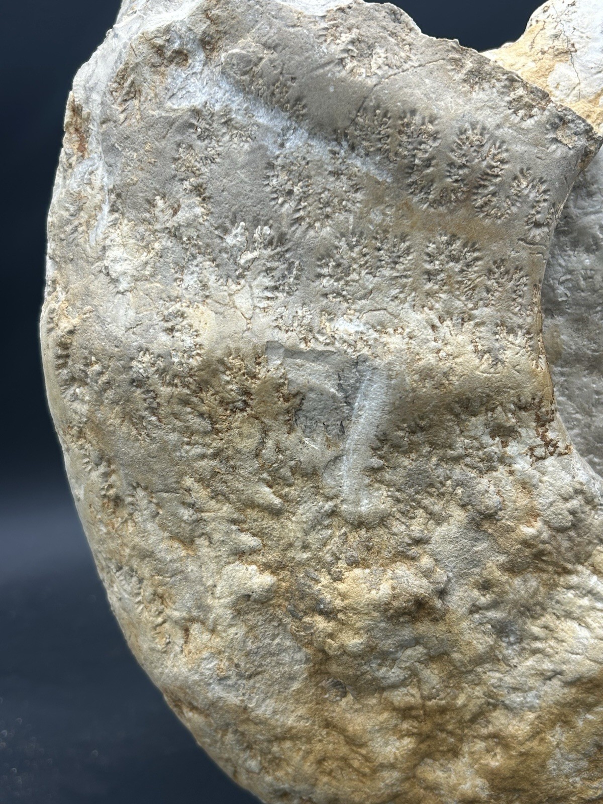 NICE 15.25” Texas Cretaceous Fossil Ammonite, Eopachydiscus Marcianus! Sutures