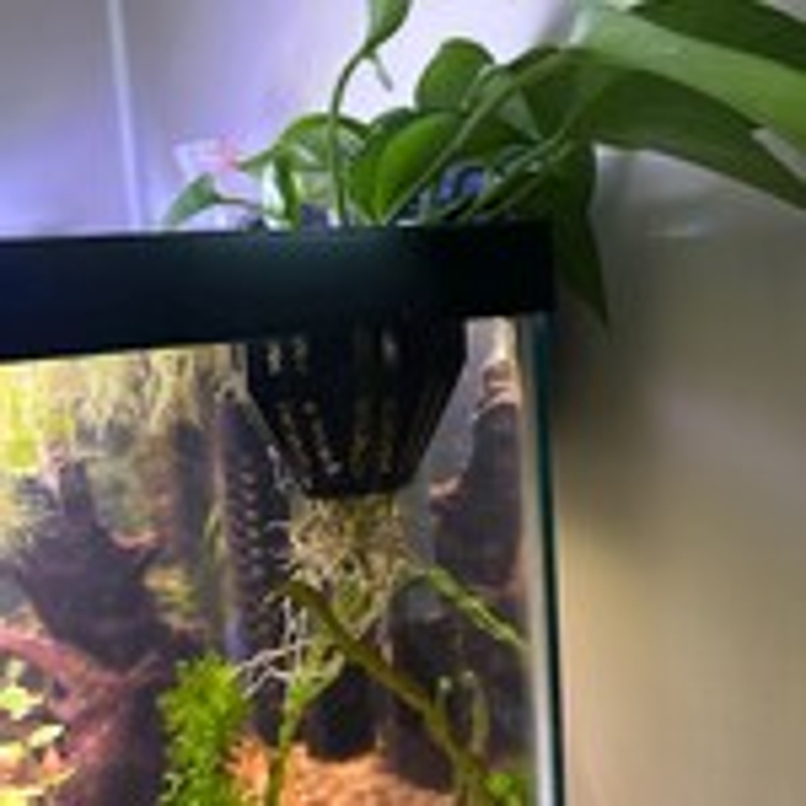Aquarium Plant Holder with Stem Trellis for Live Plants | Over-The-Rim Planter