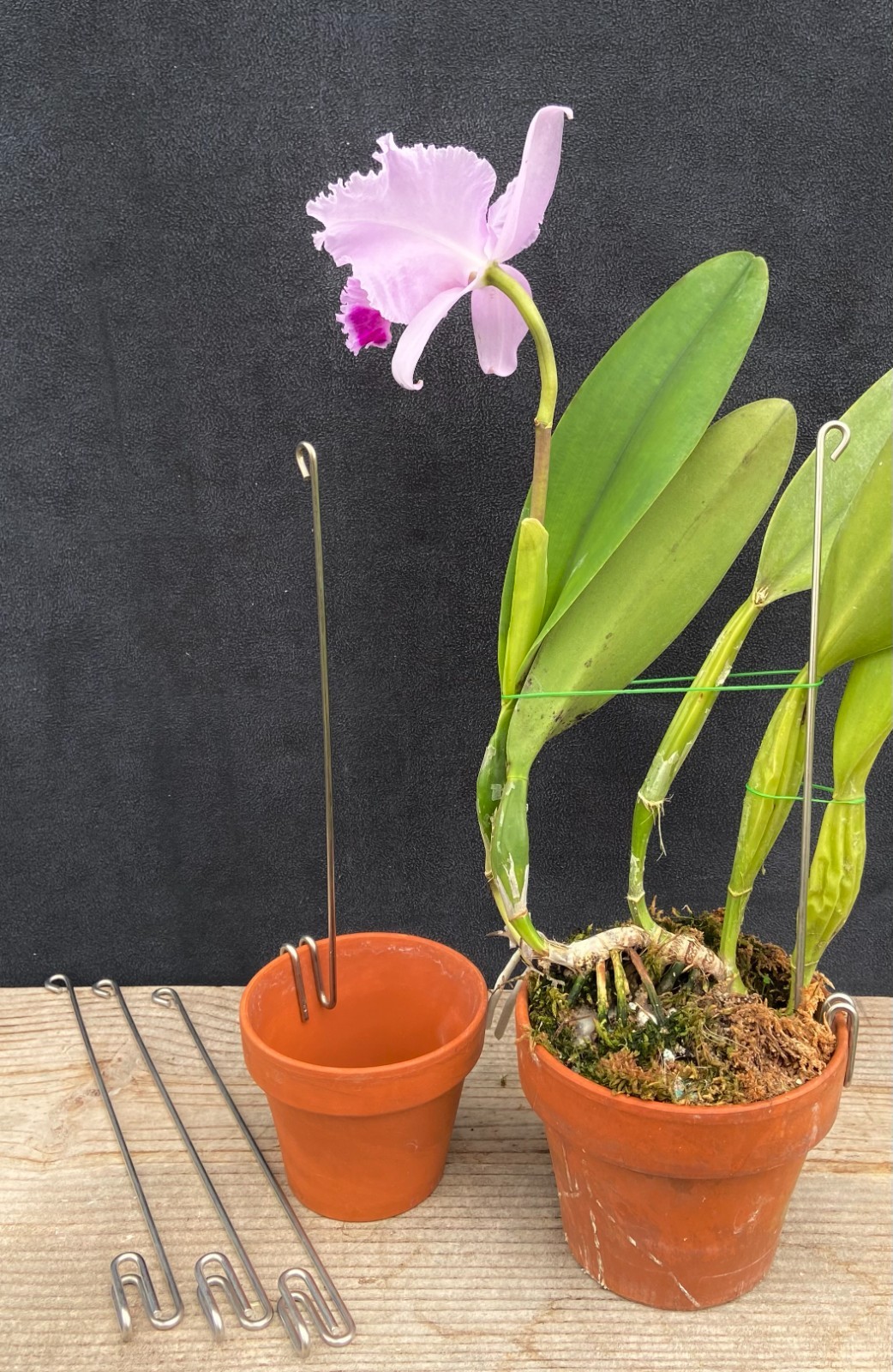 Bundle of 50 Stainless Steel Double Pot Stakes - FREE USA SHIPPING