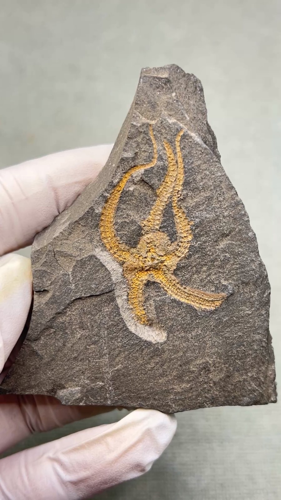 Natural boutique Moroccan sea snake tail echinoderms, ancient marine fossils