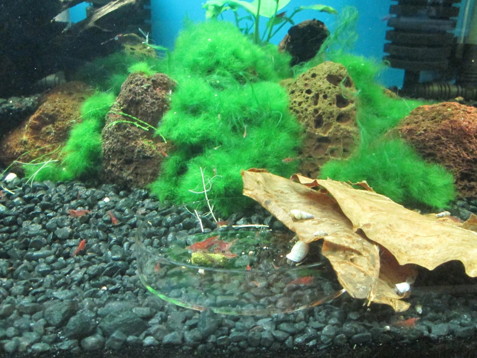 Large Indian almond leaves 7inch-10inch Catappa, Ketapang for shrimp Beta Fish