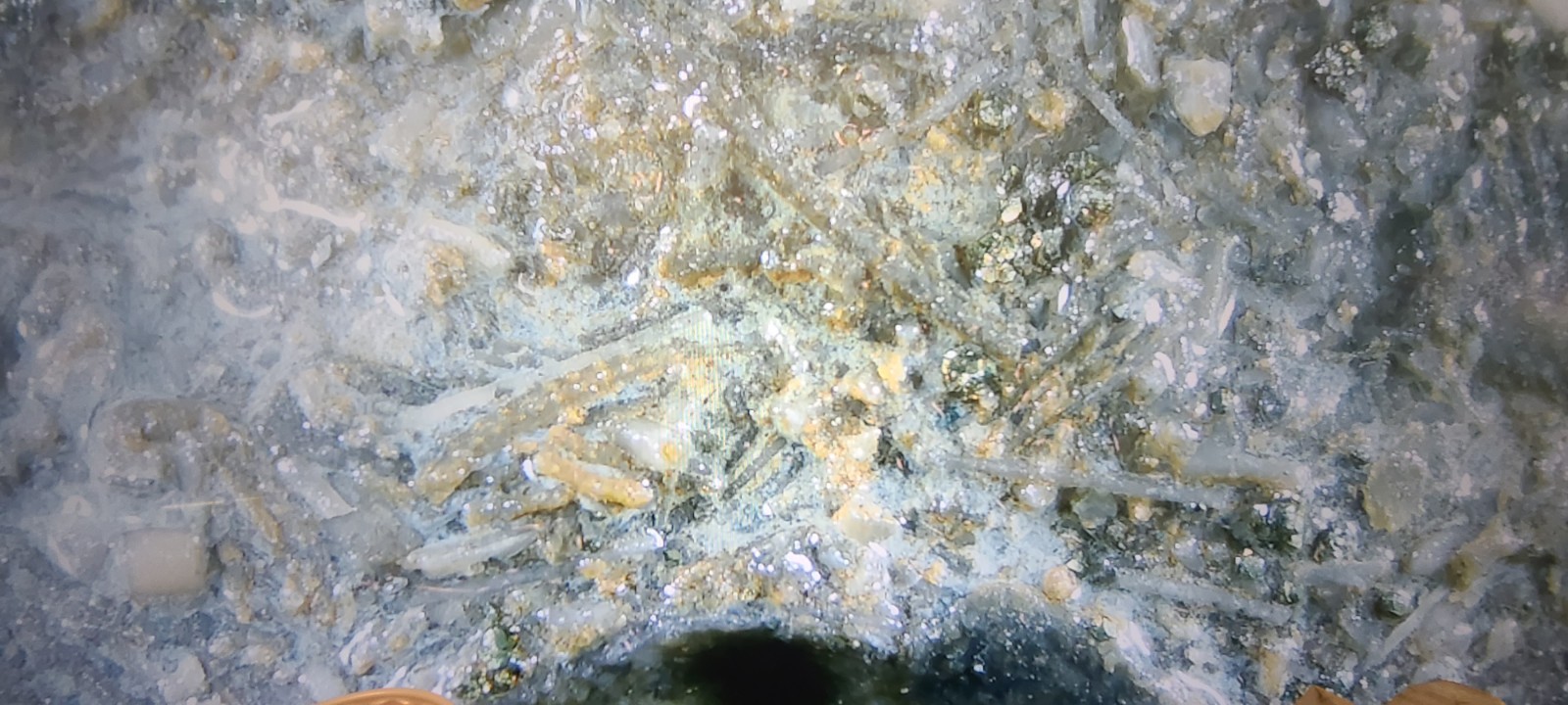 Silurian Sea Bed Fossil NW Ohio