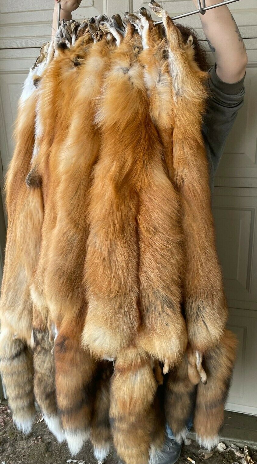 Canadian Red Fox, Tanned, HEAVY and long fur, silky beautiful canredfox