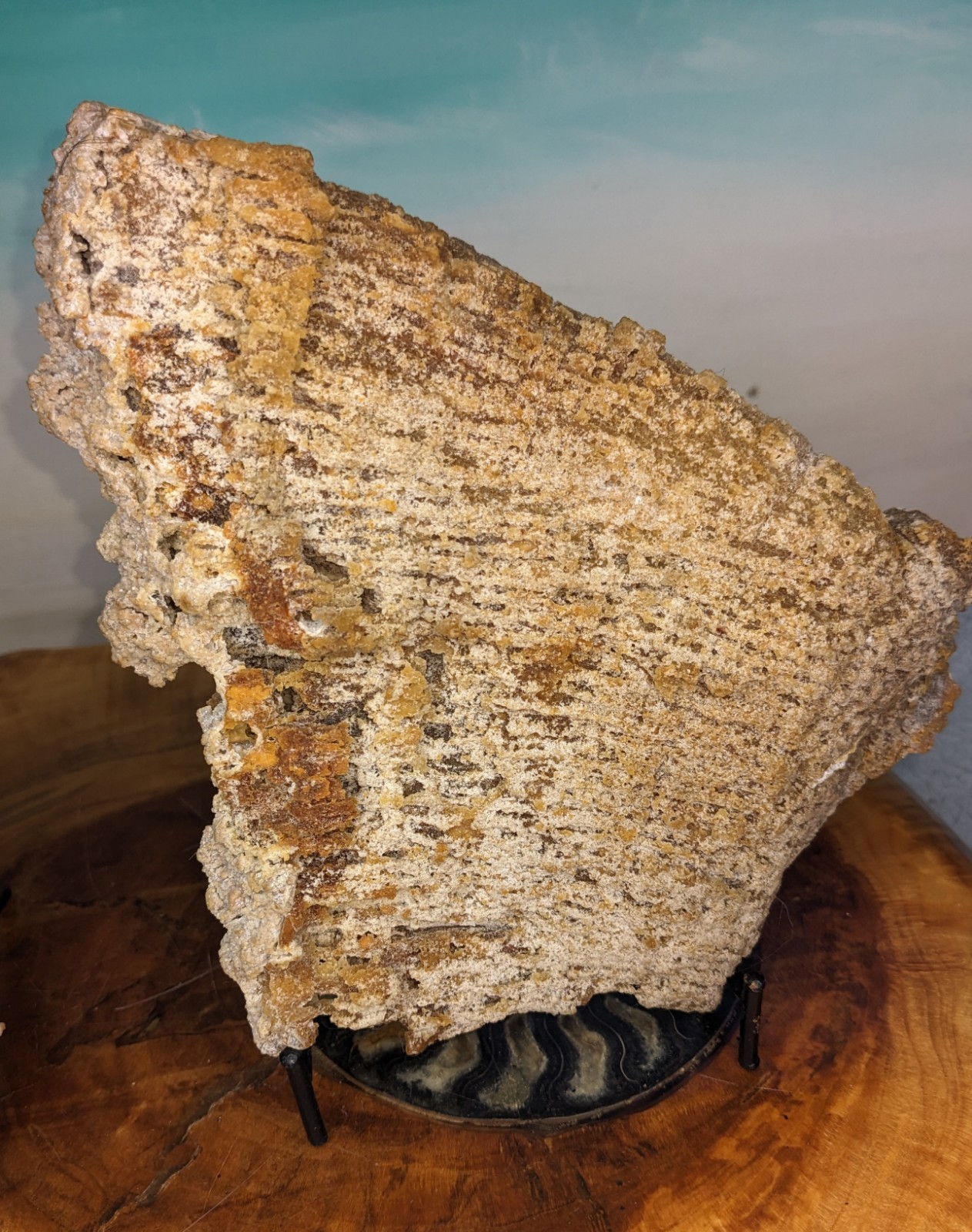 Agatized Coral Fossil Split Geode Botryoidal Blue/Violet Butterfly w/stands