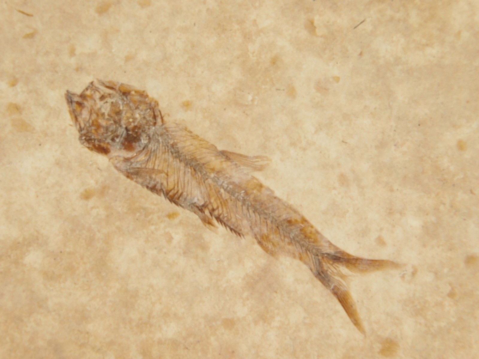 Rock AQUARIUM SEVEN! 50 Million Year Old Knightia FISH Fossils Wyoming 359gr