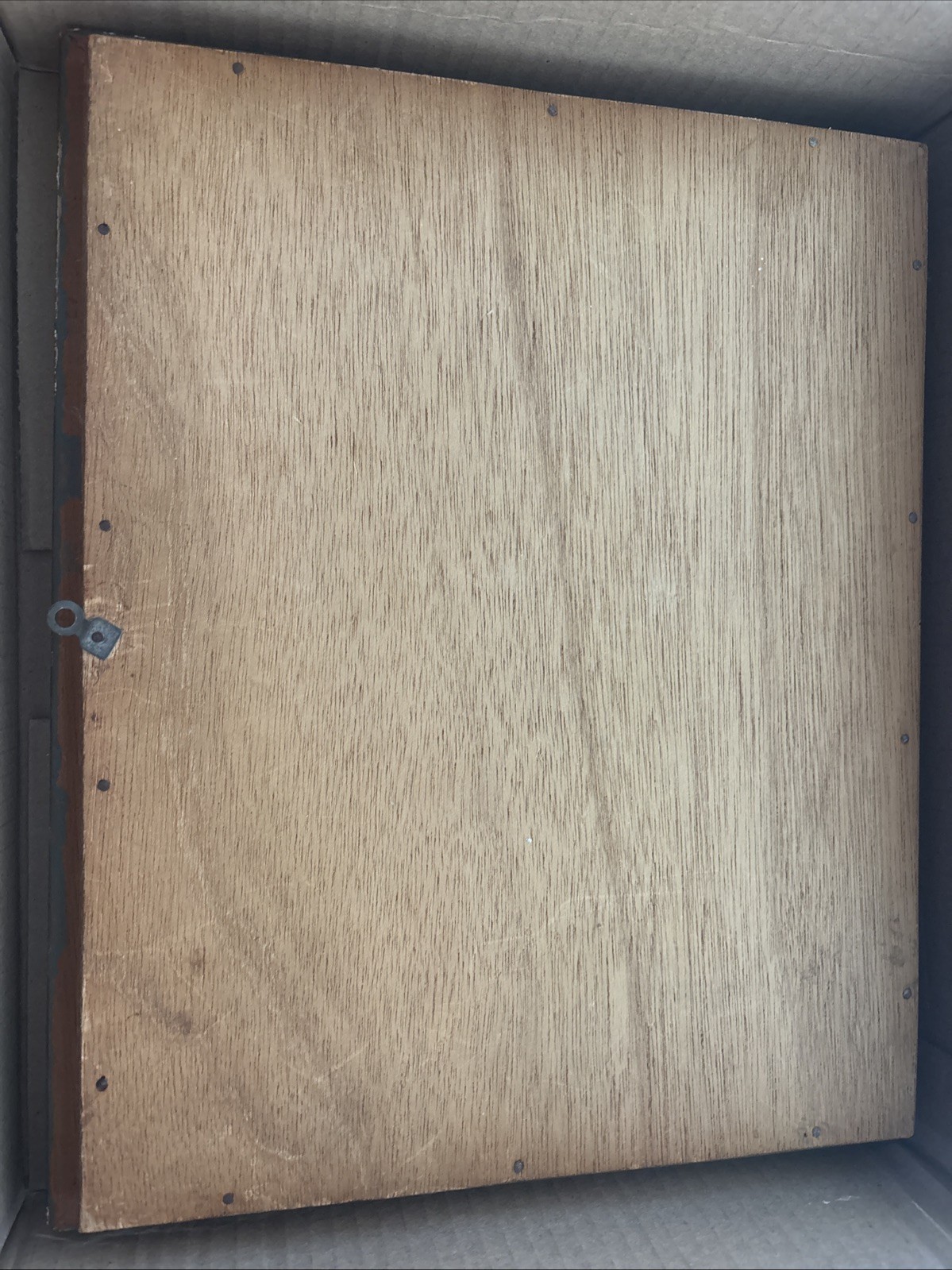 VINTAGE 1940S FRAMED CULTURED PEARLS & SHELLS JAPANESE OYSTER GROWTH DISPLAY