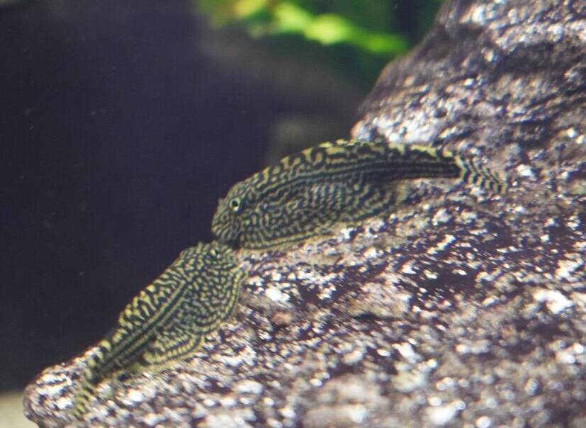 PACK OF 10 - Striped Butterfly Reticulated Tiger Hillstream Loach Algae Eater
