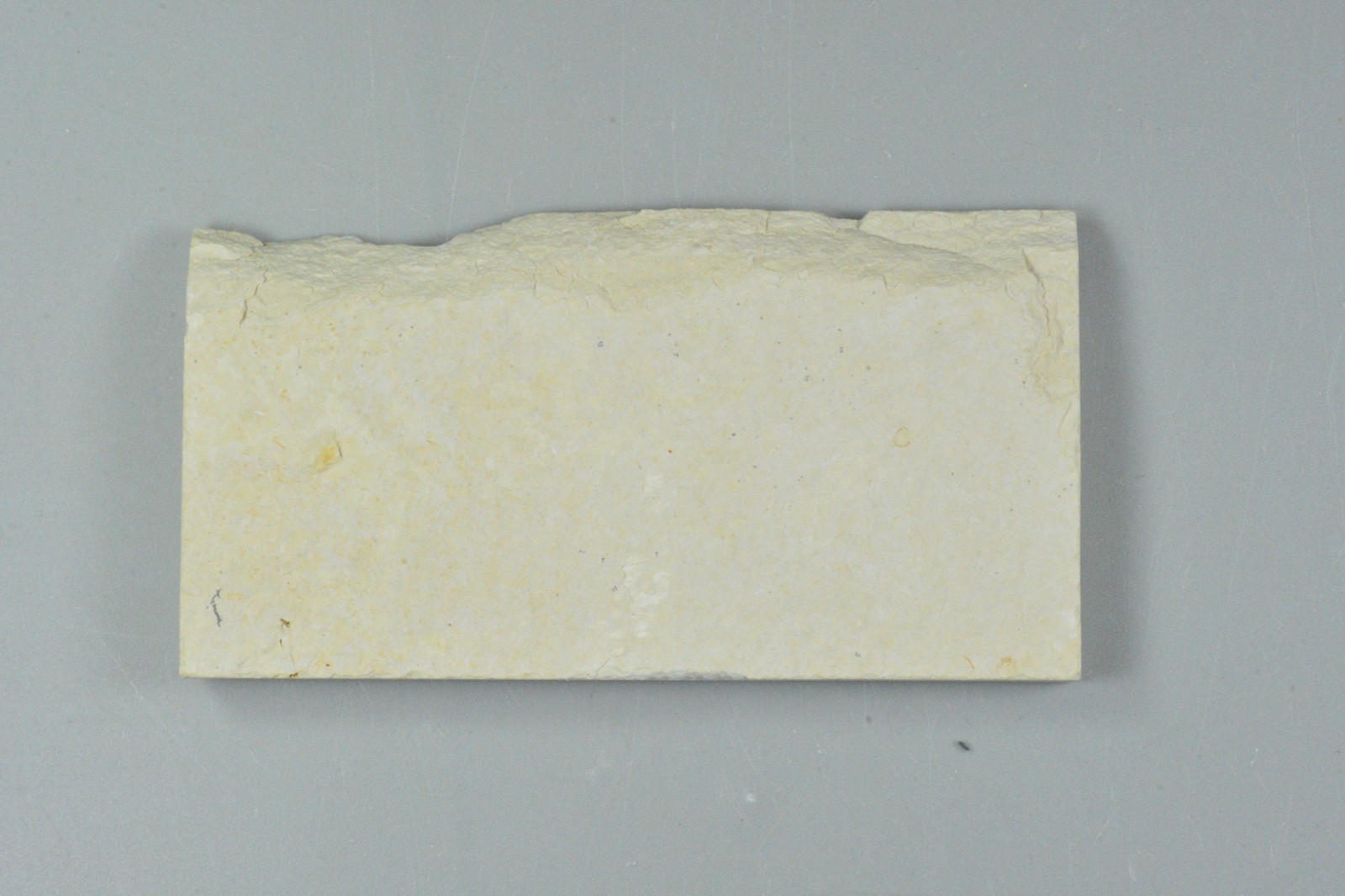 Bechleja rostrata, Shrimp Fossil, Green River Formation, Wyoming