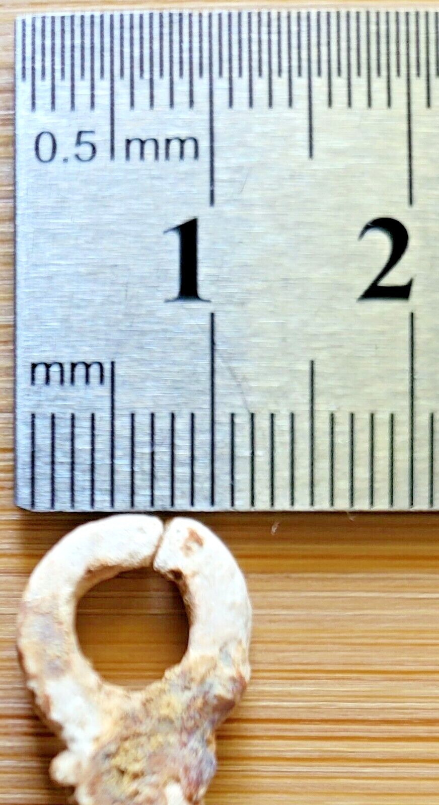 AUTHENTIC -- c. 2000 YEAR OLD PRE-COLUMBIAN COLIMA CARVED SHELL PENDANT - MEXICO