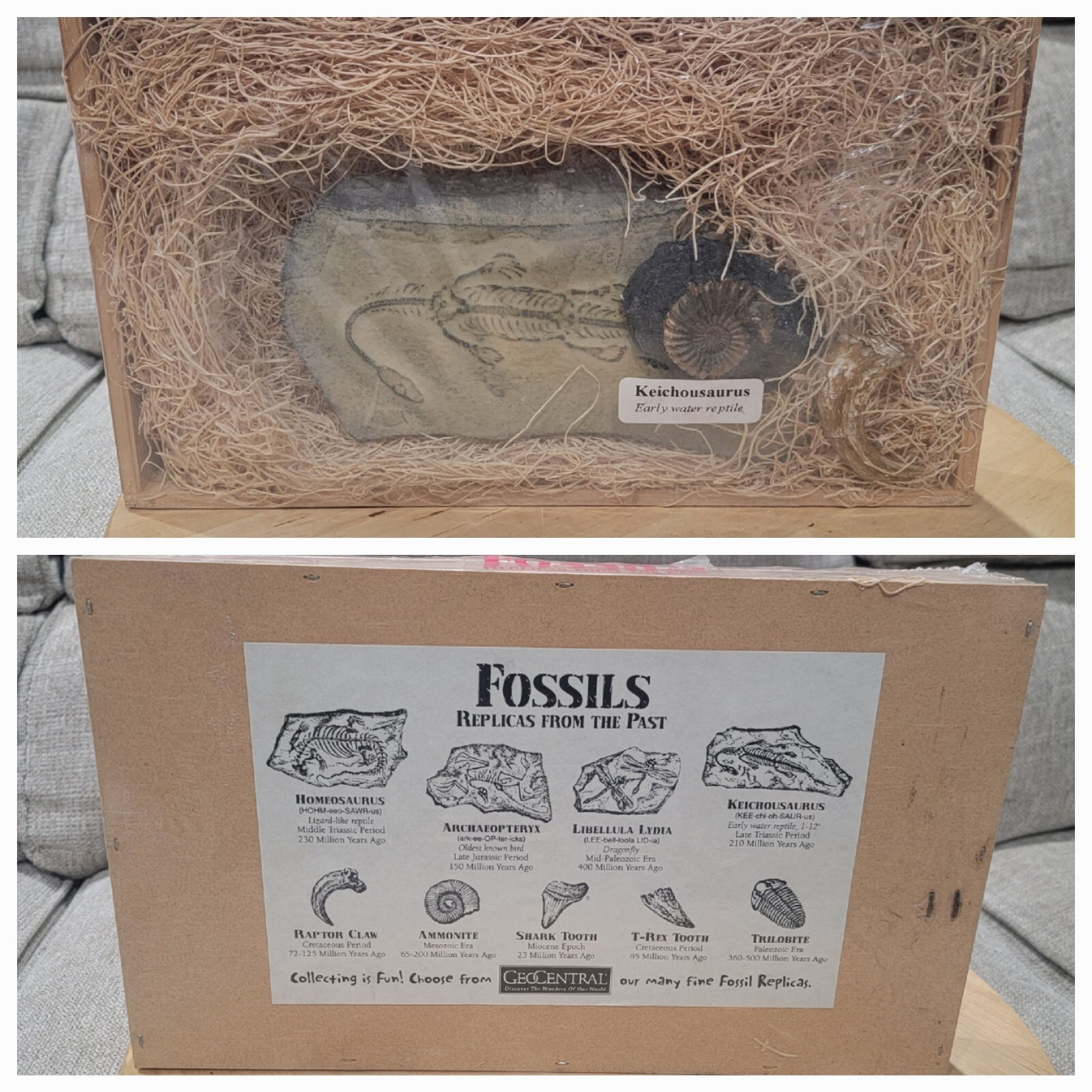 GeoCentral Keichousaurus, Ammonite, Raptor Claw - Fossils Replicas From The Past