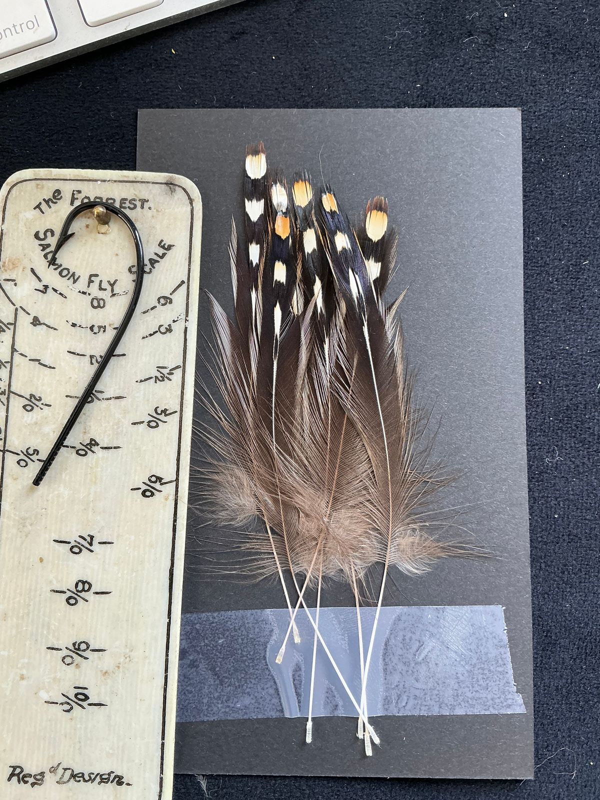 Jungle Cock Nails from Lucas Collection