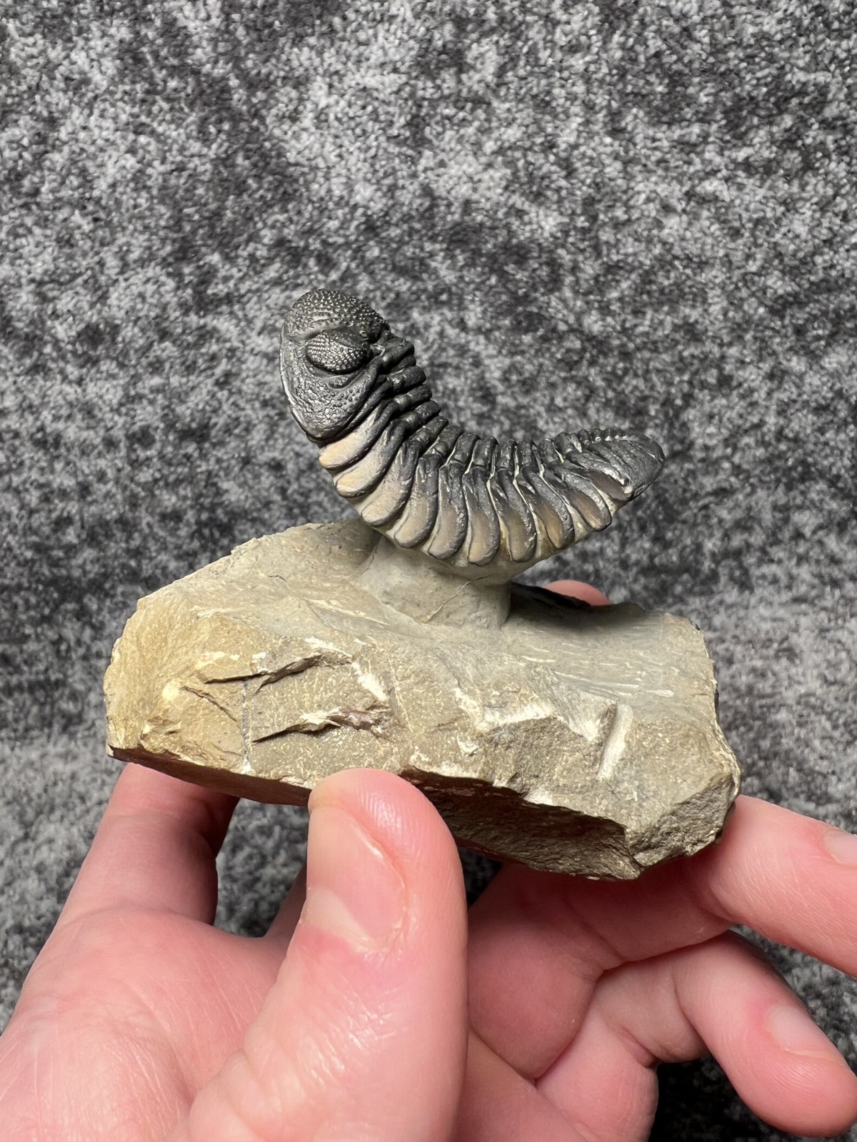 Exceptional Moroccops sp. Trilobite Fossil – Stunning Flying Preparation