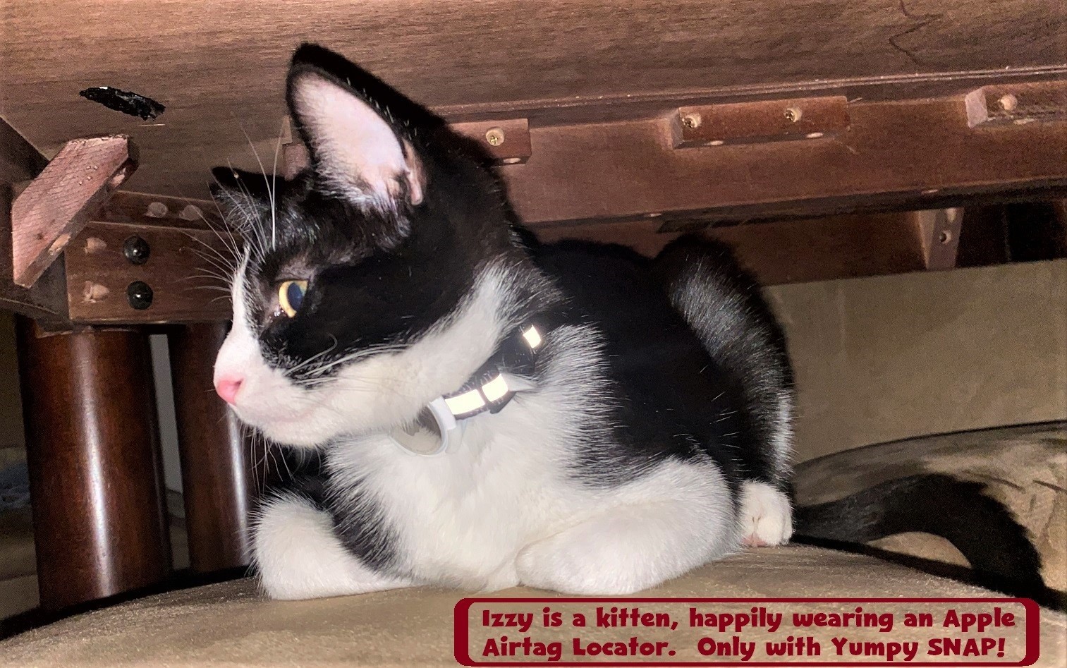 2-Set AirTag Holder for Collar, 3/8" & 5/8". Cat Dog Kitten Puppy! YUMPY SNAP!