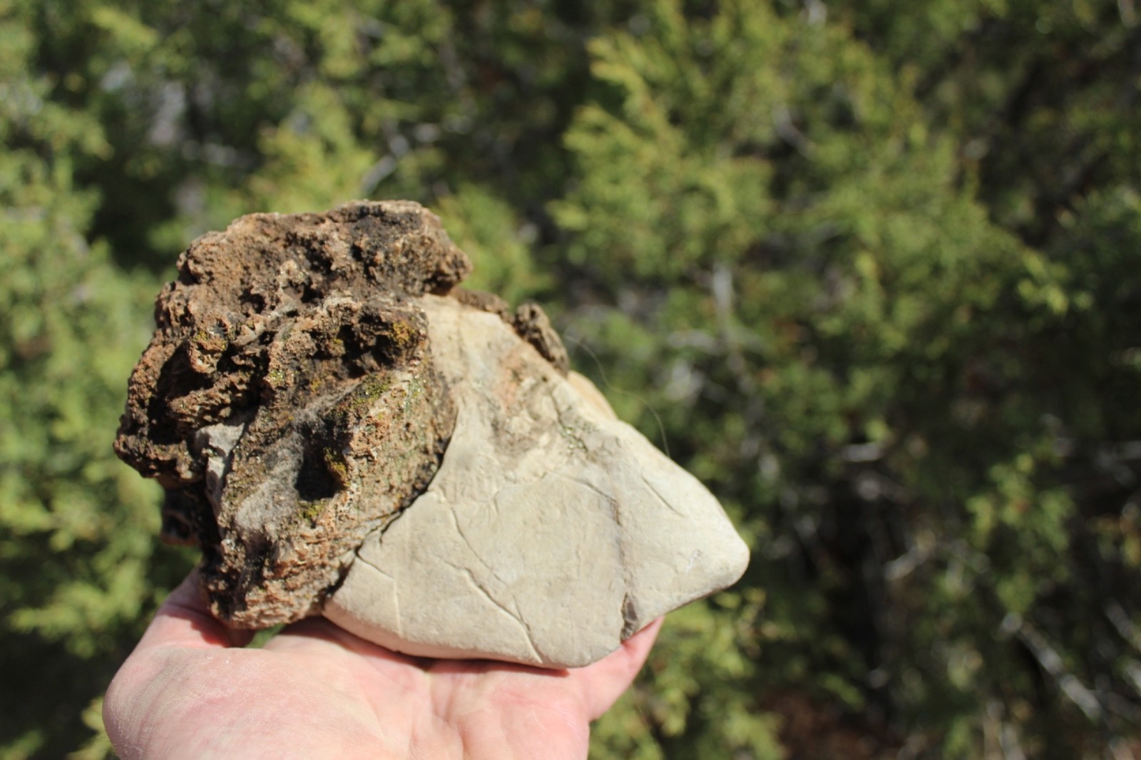 Fossil Beautiful HONEY COMB CORAL Favosites spp. Rare Locality ~ 400 Million