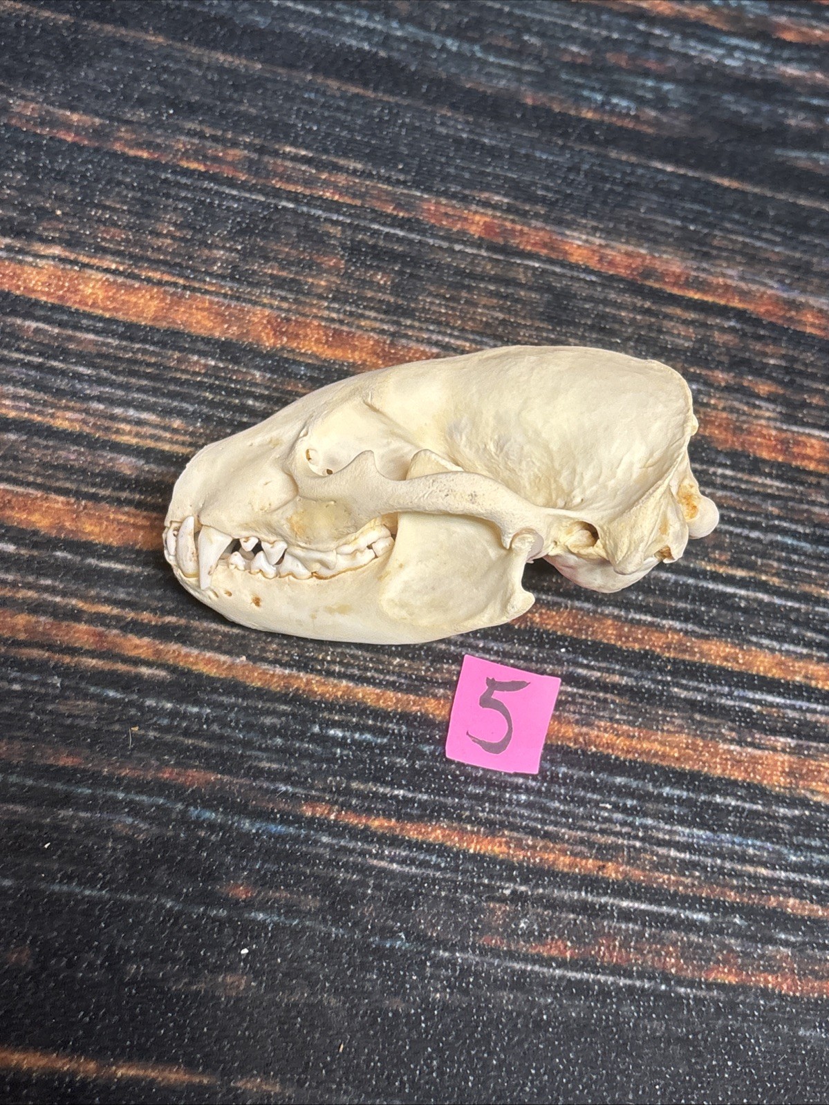 Real XL Badger Skull Unique Gift Halloween Craft Animal Mount Art Model Head Odd