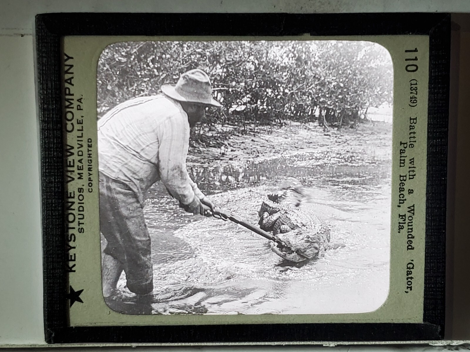 Battle With Wounded Alligator, Palm Beach, Florida, Magic Lantern Glass Slide