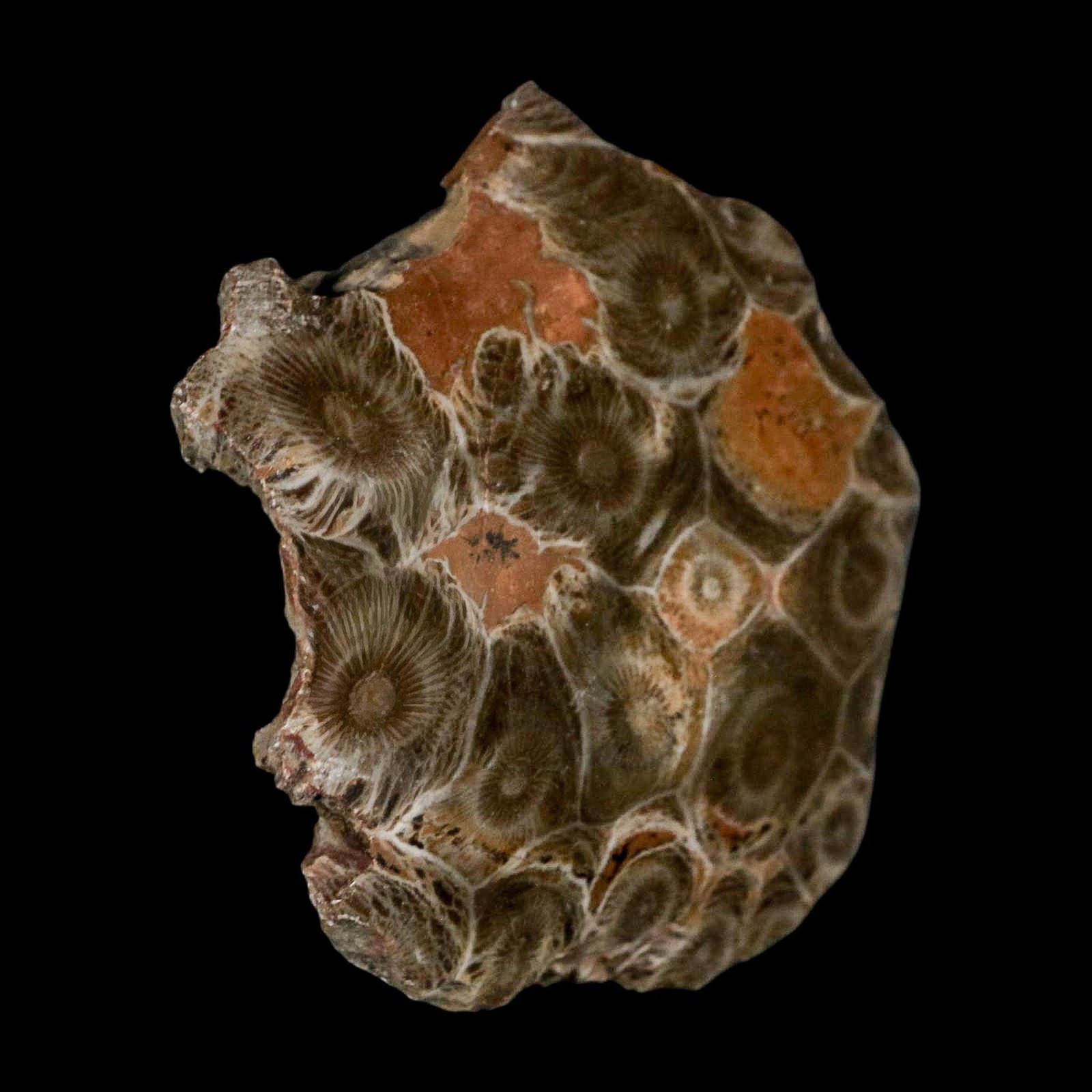 2.6" Polished Hexagonaria Coral Fossil Devonian Age 350 Million Yrs Old Morocco