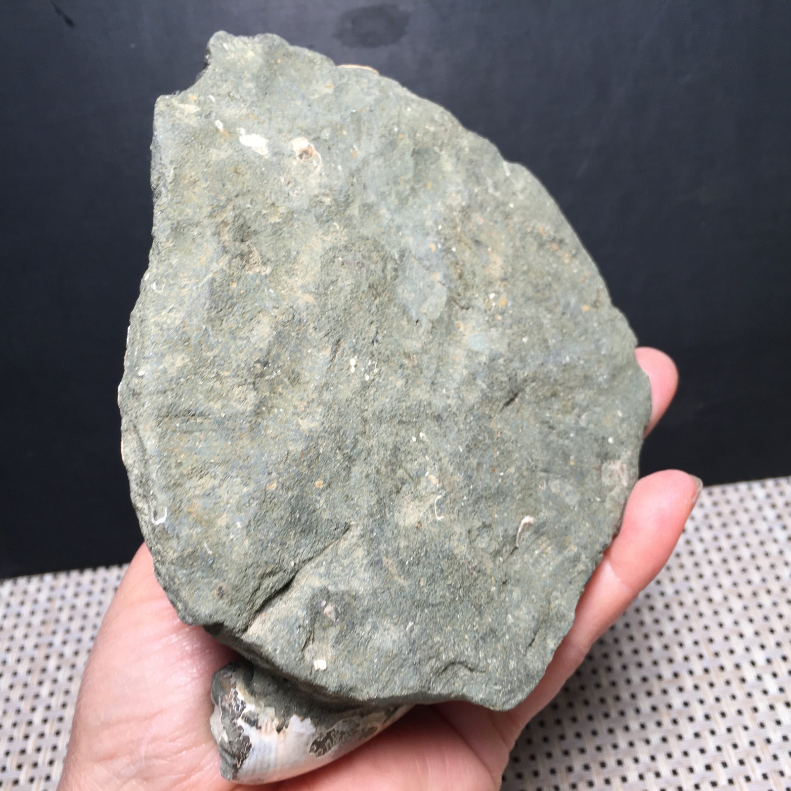 566g natural Carving Home Decoration Specimen Shell Healing md3748