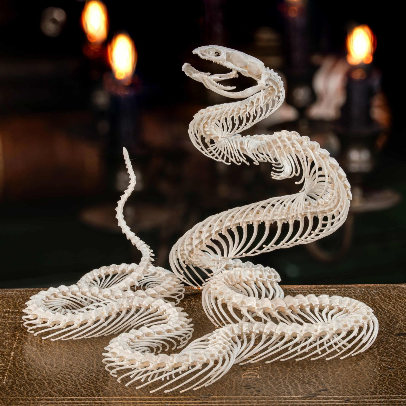 Real Snake skeleton taxidermy in attack pose, snake bone collectibles
