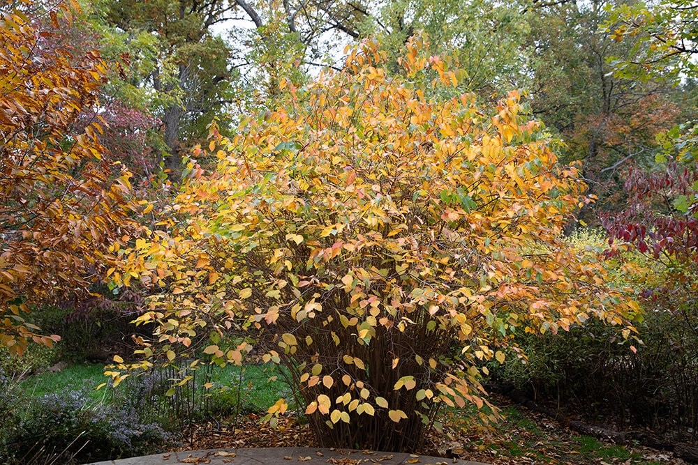 3 American Hazelnut Tree - Corylus Americana Bare Root- 12-24" Tall
