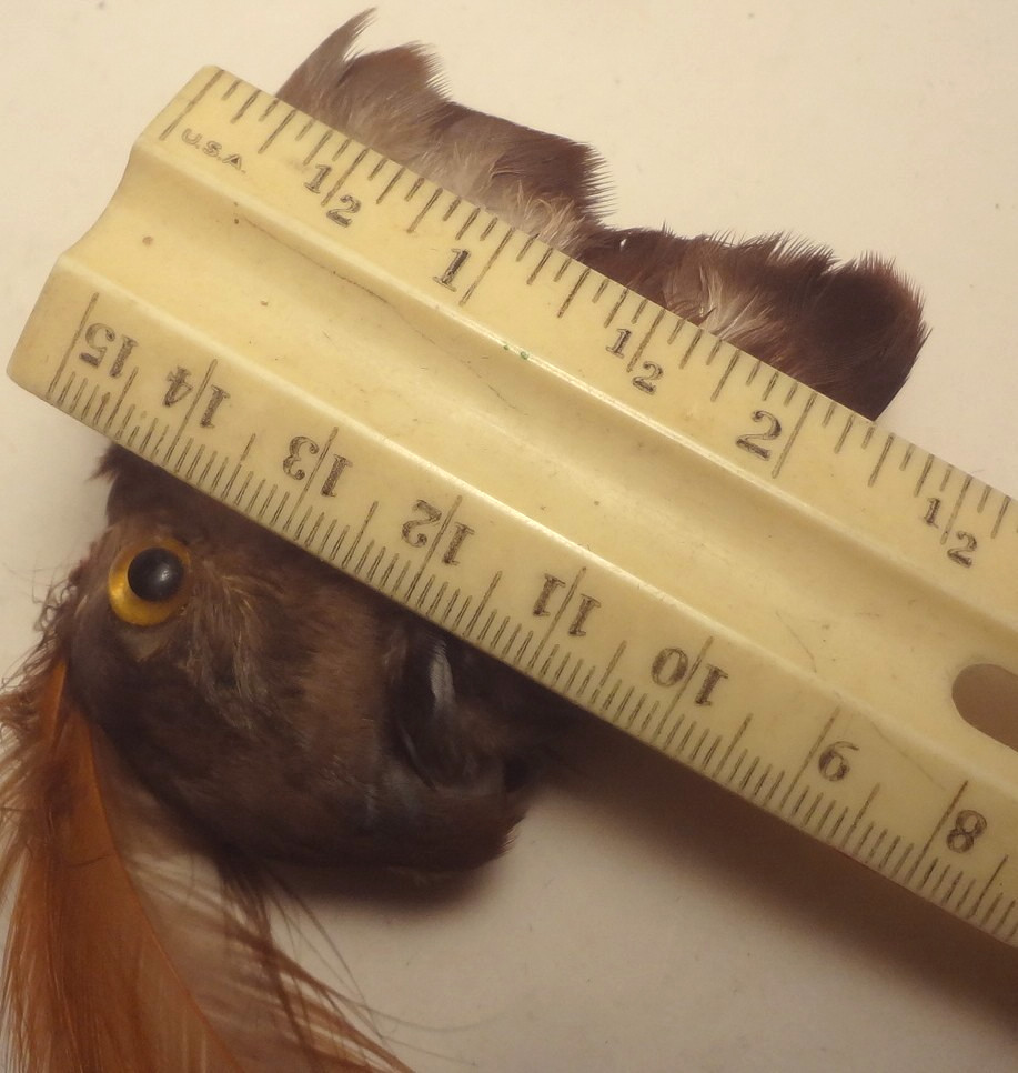 ✅c1860 - VRARE - REAL TAXIDERMY BIRD for HAT or MILLINARY - To Restore FANTASTIC