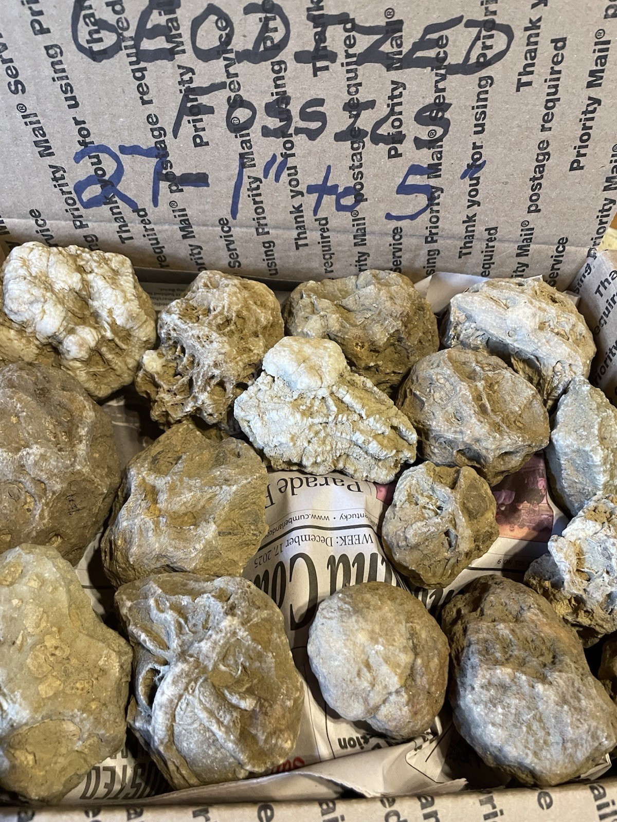 27-KENTUCKY GEODIZED FOSSILS. NICE ONES. 1” TO 5”.