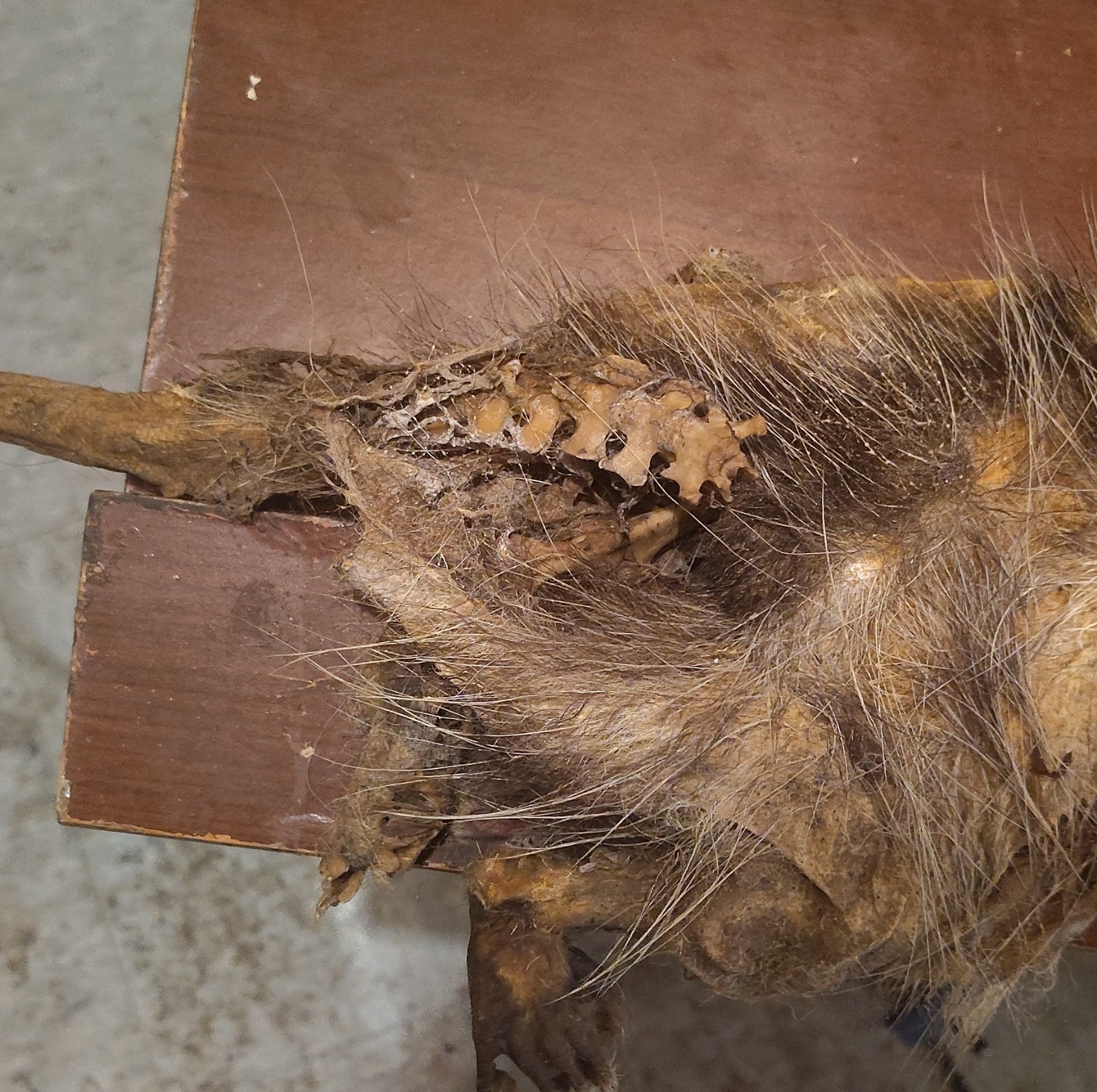 Naturally And Chemically Dried Mummified Possum.