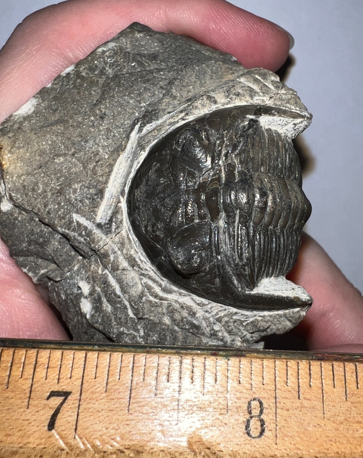 Moroccan Pre Dinosaur Fossil TRILOBITE HOLLARDOPS 1.75 INCHES!!