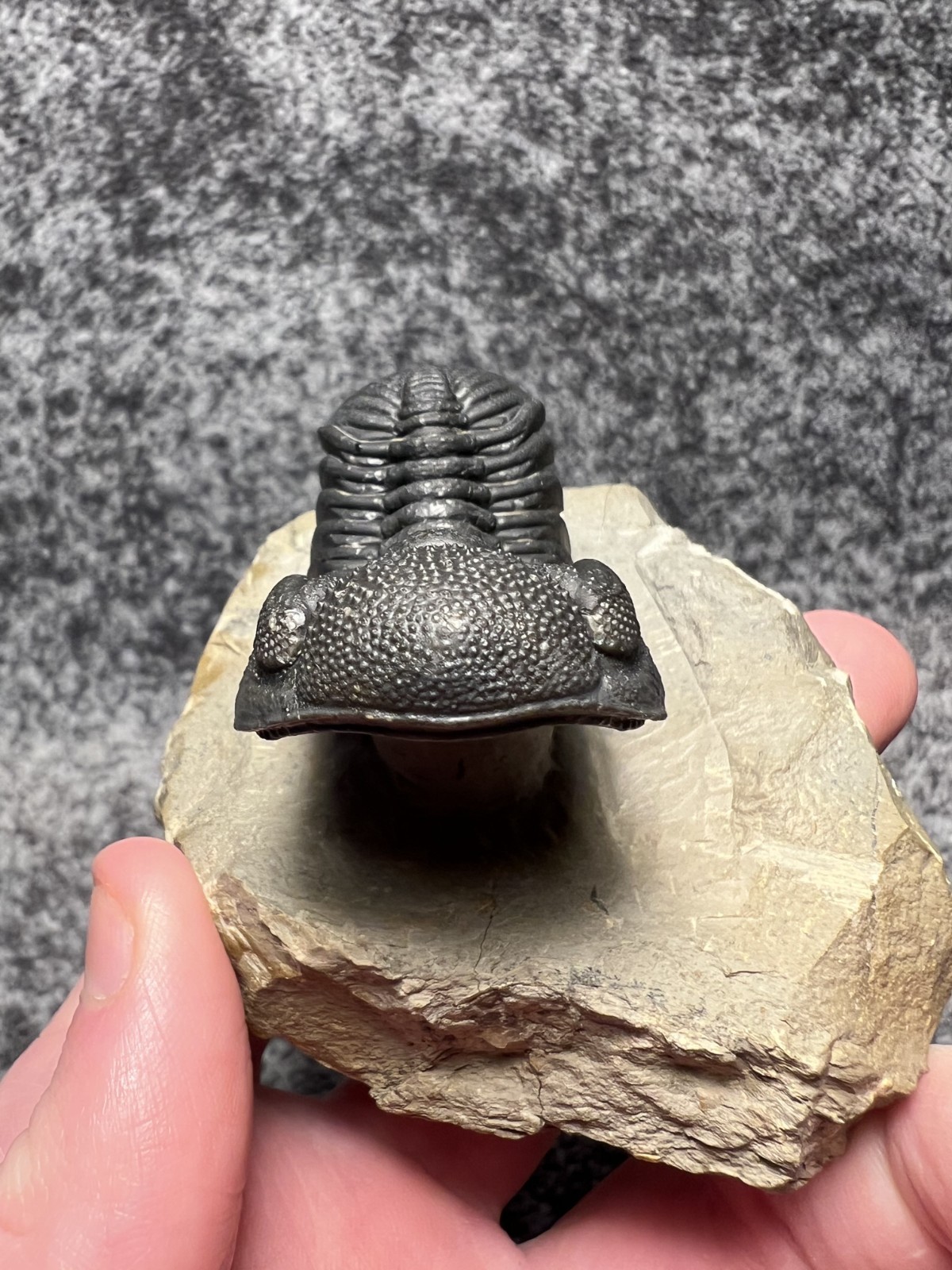 Exceptional Moroccops sp. Trilobite Fossil – Stunning Flying Preparation