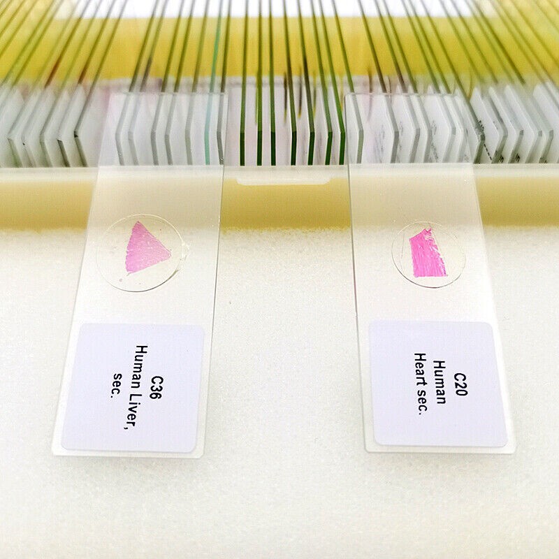 50PCS New Mammal Tissue Sections Histology Prepared Specimen Microscope Slides