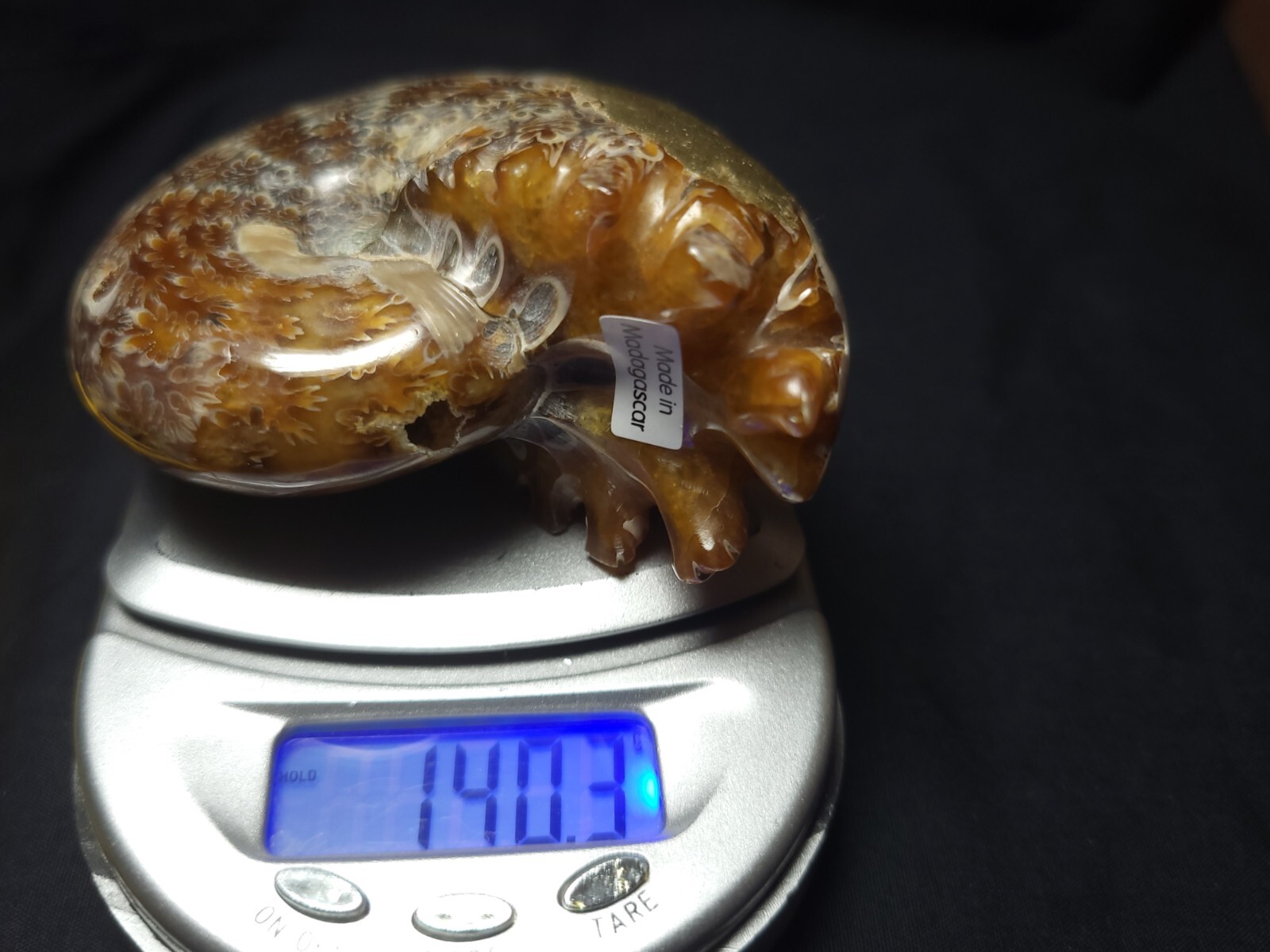 Ammonite Phylloceras Fossil from Madagascar 2.5" (140.3 gr.)