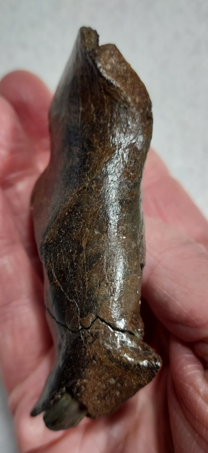 Ice Age Beaver Mandible (Jaw) Bone Fossil