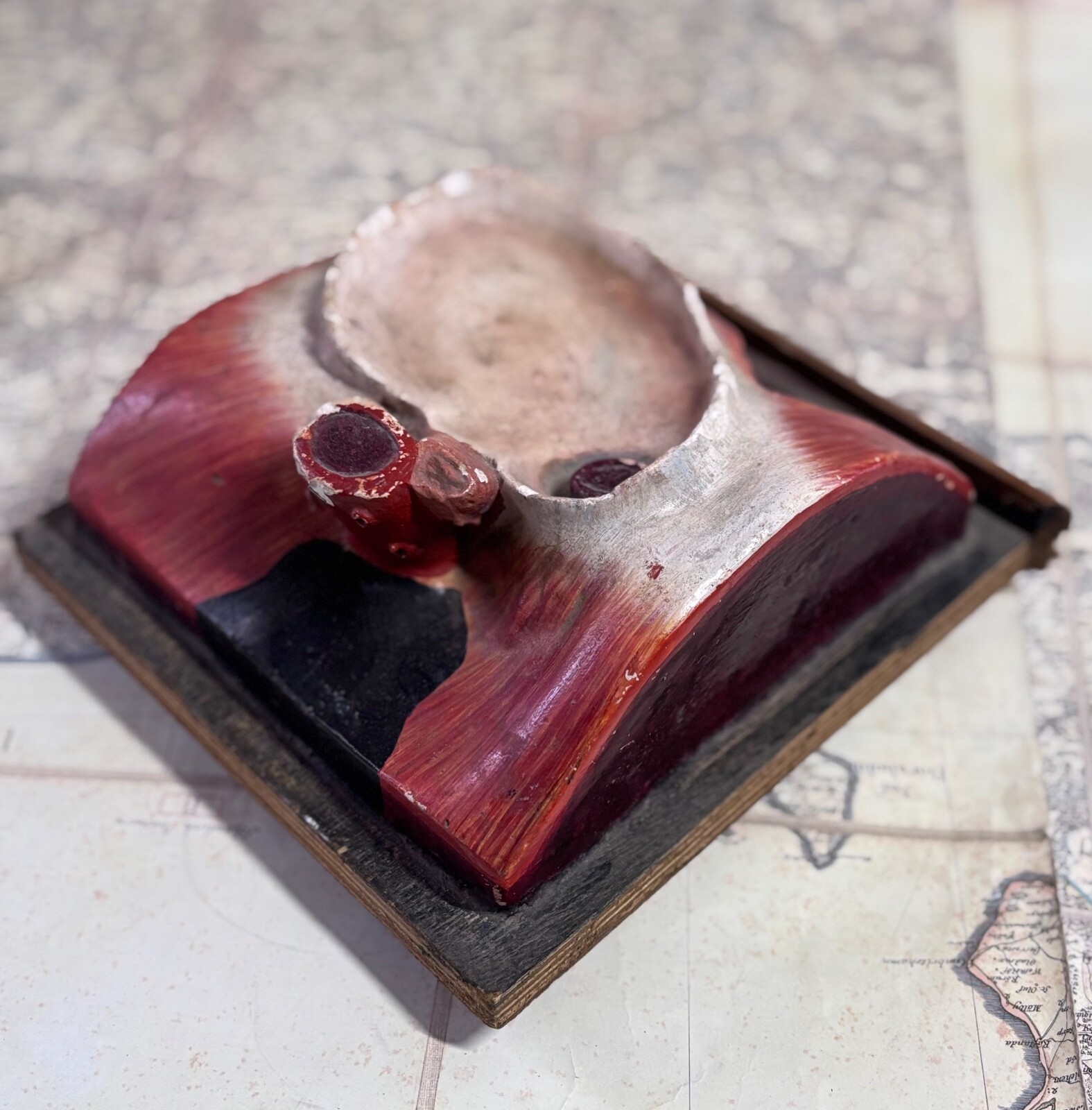 Rare 1930s Soviet Anatomical Model Dissectible Heart & Pelvic Vascular Section