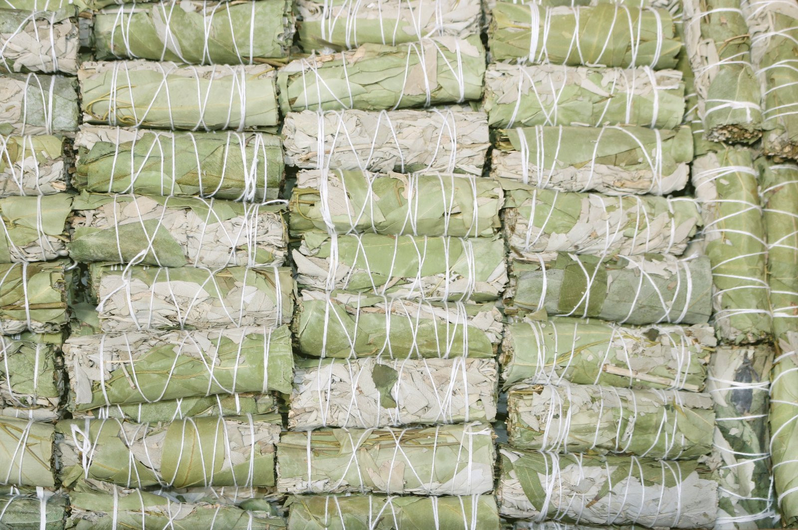 White Sage & Eucalyptus Smudge Sticks Freshly Harvested and Dried for Cleansing