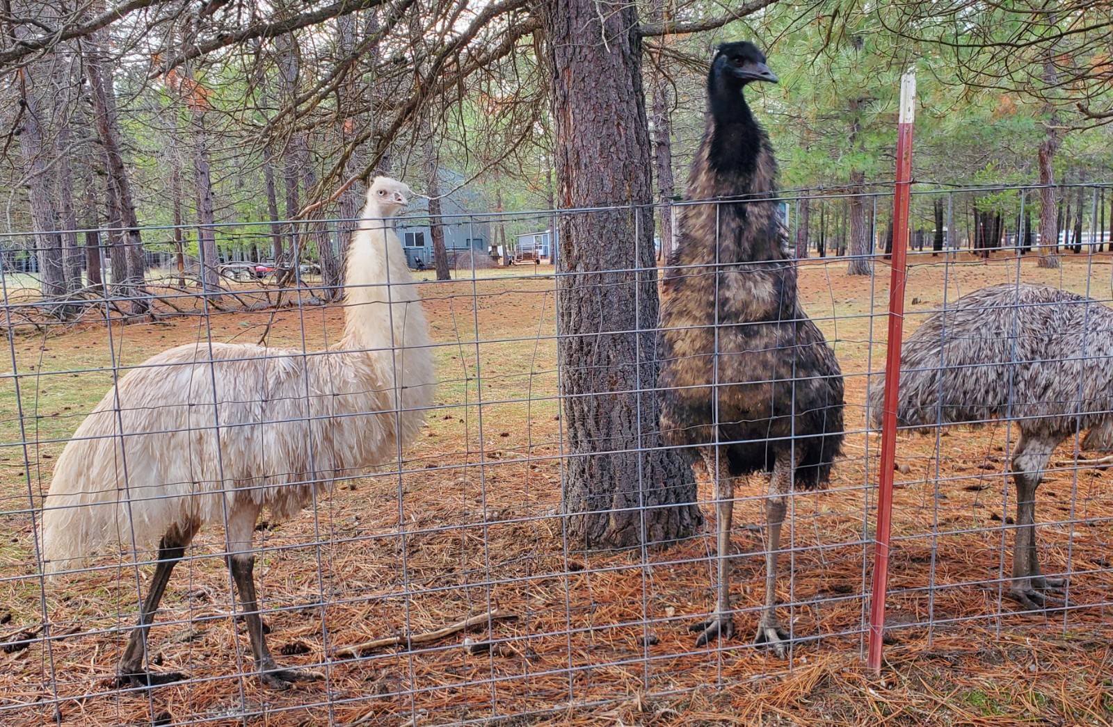 1 EMU Hatching Eggs - Blonde/White/Normal Breeding MOB!