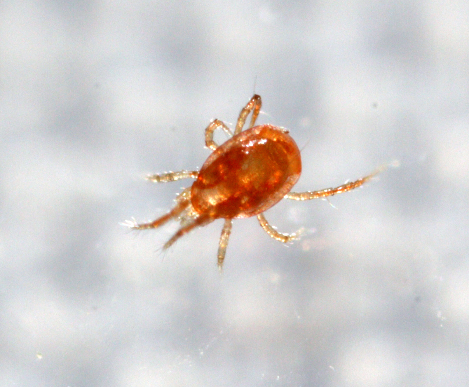 NaturesGoodGuys - Phytoseiulus persimilis - Predatory Spider Mite Control