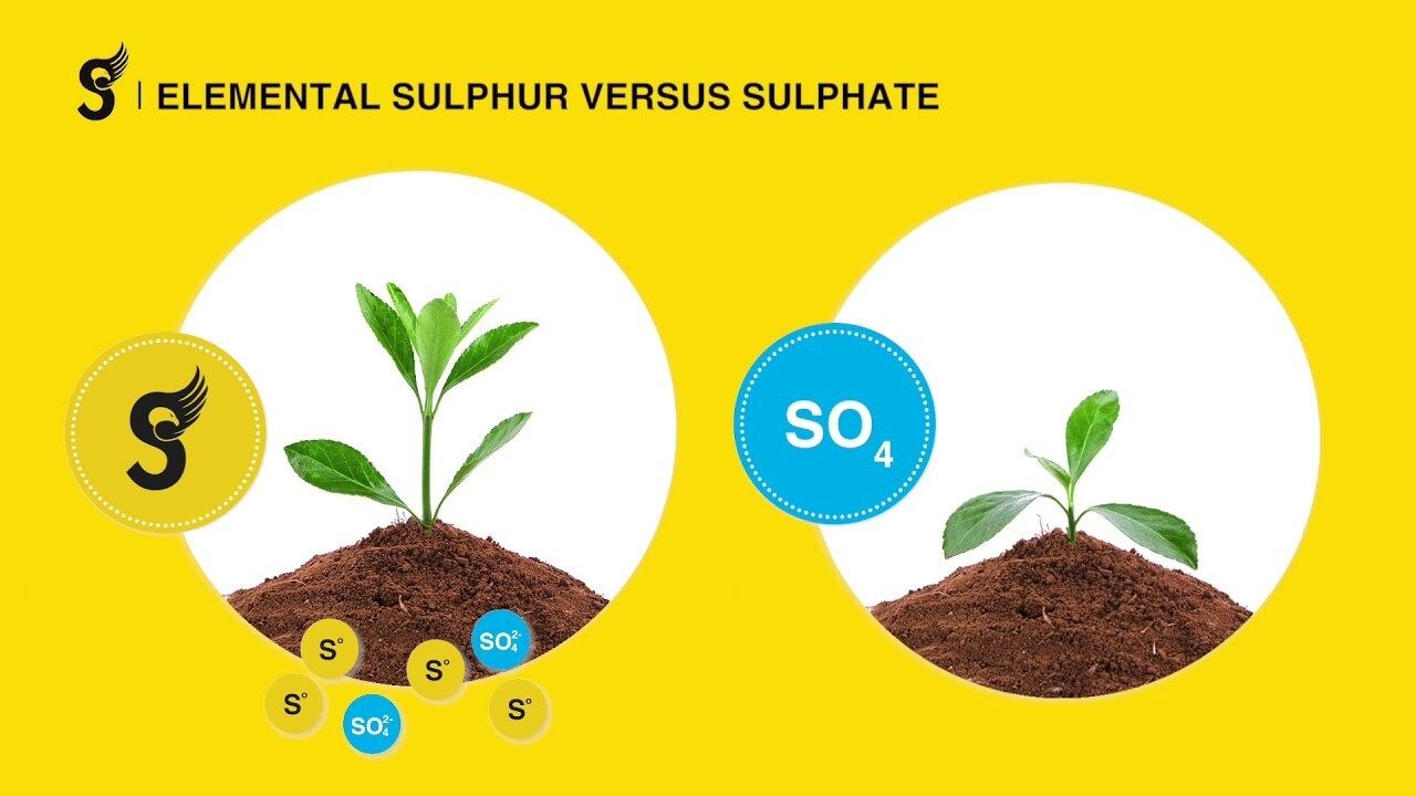 Elemental Sulphur Agricultural Sulfur Pellets Soil Acidifier ph down 90% FAST SH