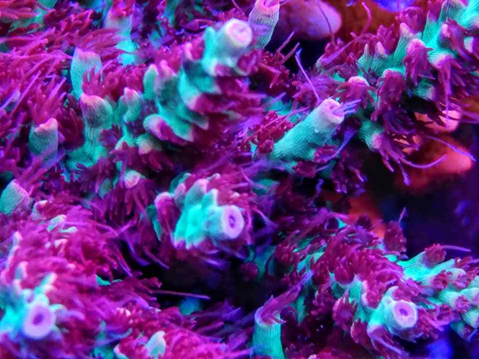 REEF PRO COMPLETE AB 2 GAL SET Calcium Alkalinity