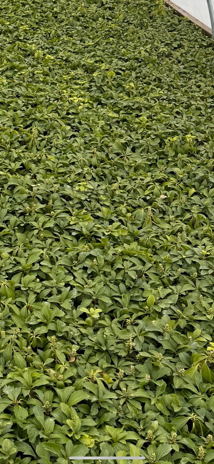 Pachysandra Terminalis 1,000 Rooted Plants