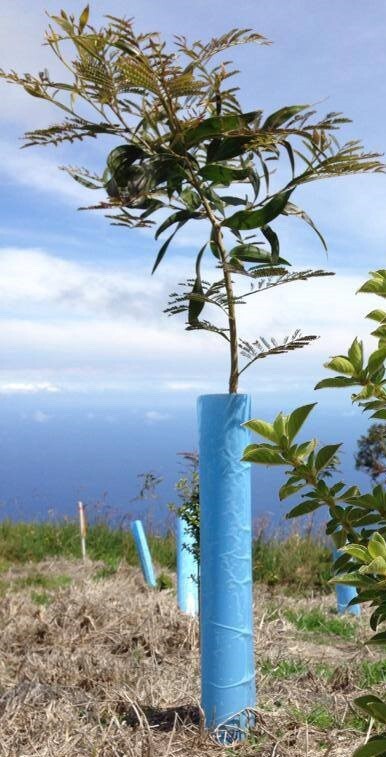 Blue-X Grow Tubes, 24” Grow Tube Box Of 100