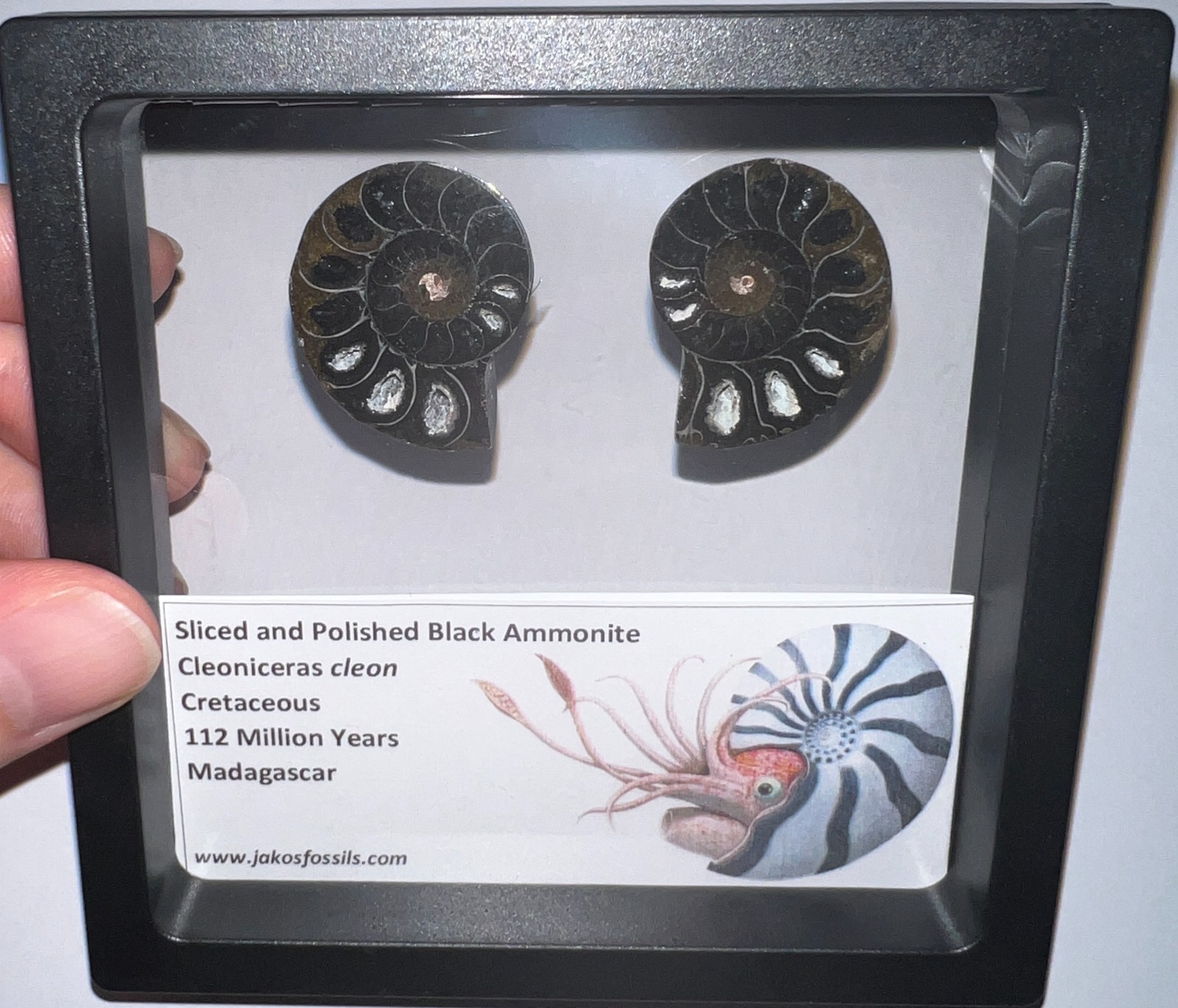 SUPER RARE Sliced Framed BLACK AMMONITE Lot Dinosaur Era Fossil One Per Order
