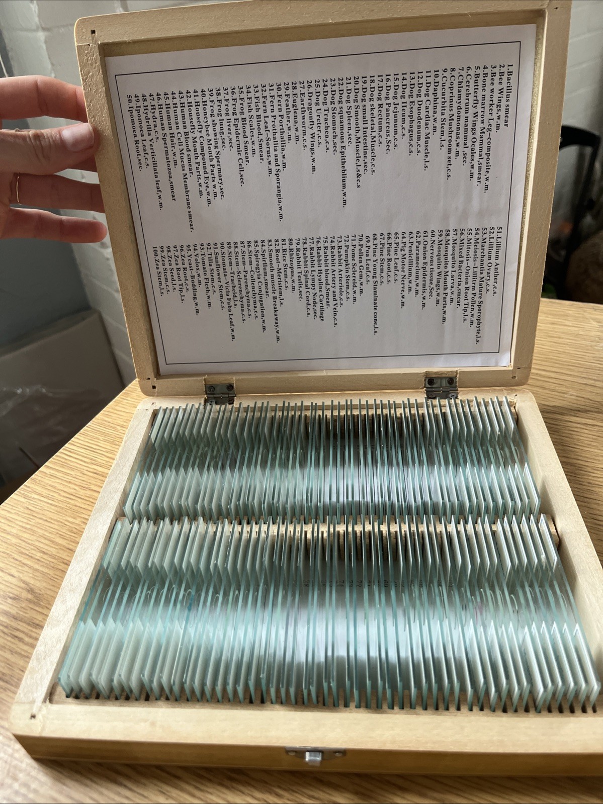 AmScope PS100E 100 Homeschool Biology Prepared Microscope Slides - Set E