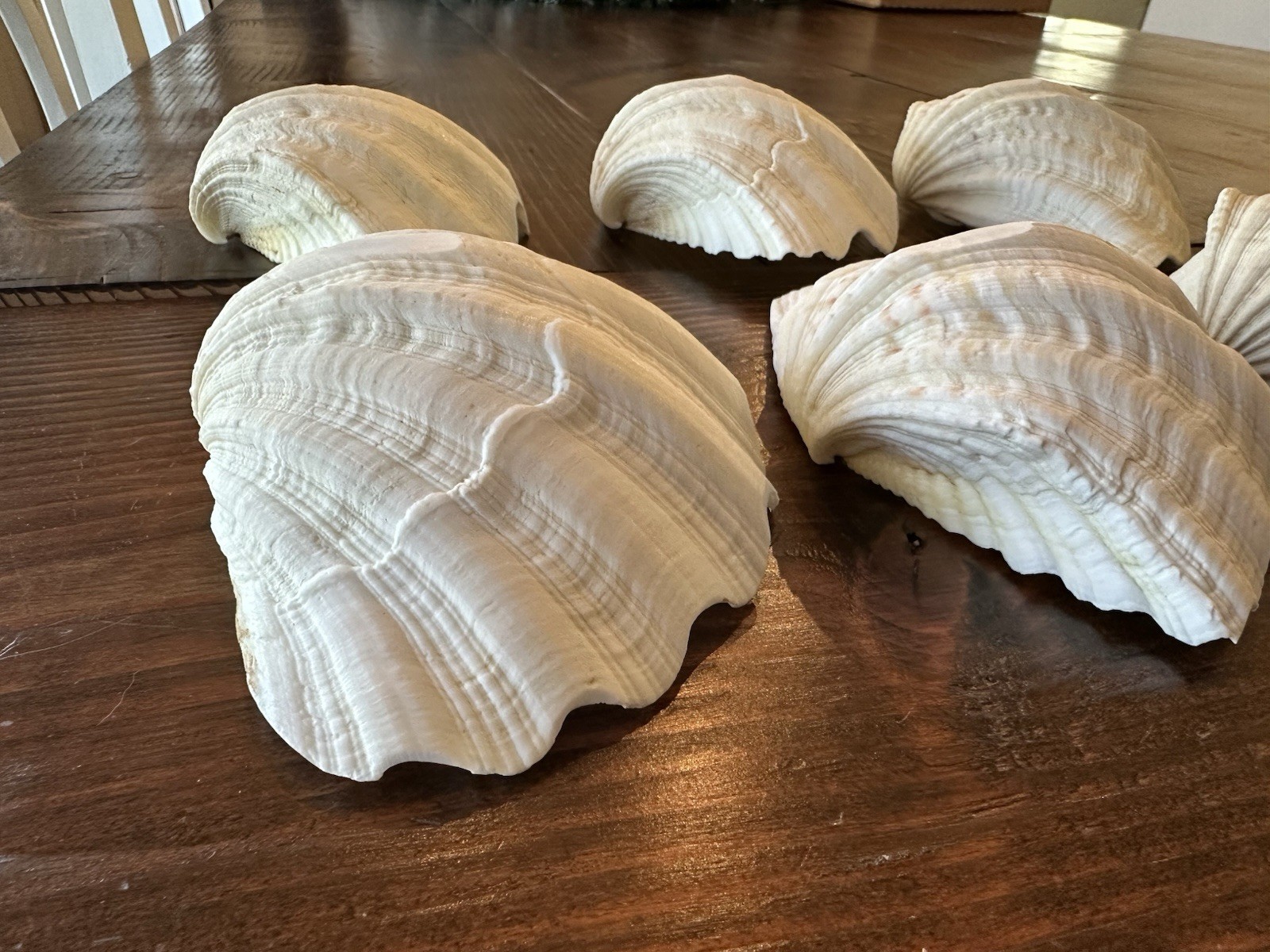 Set Of 6 TRIDACNA GIGAS(?) Clam Sea Shells Half 6” x 4” BEAR PAW Nautical Ocean