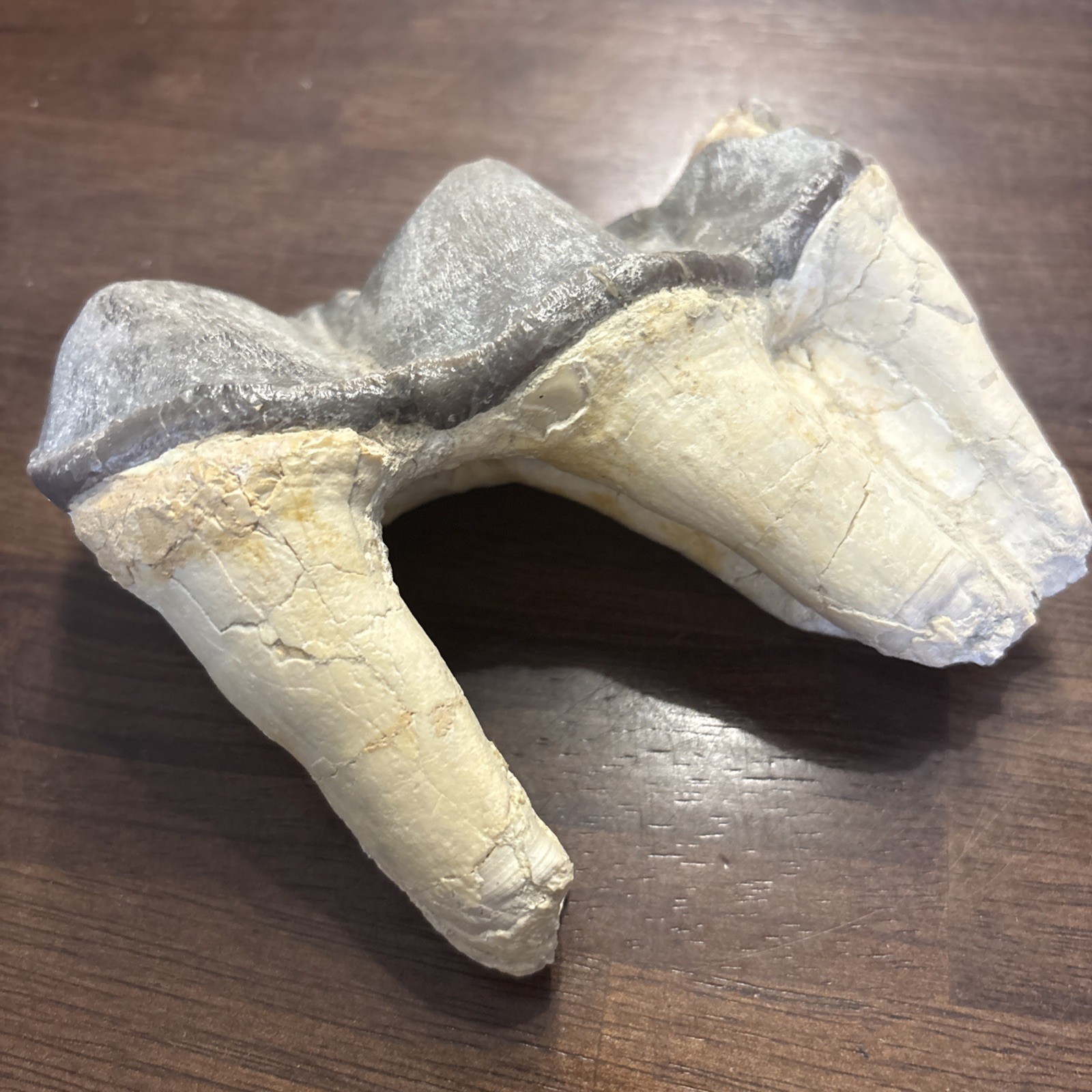 Rhino Lower molar Titanothere Late Eocene 35 Mill Fossil