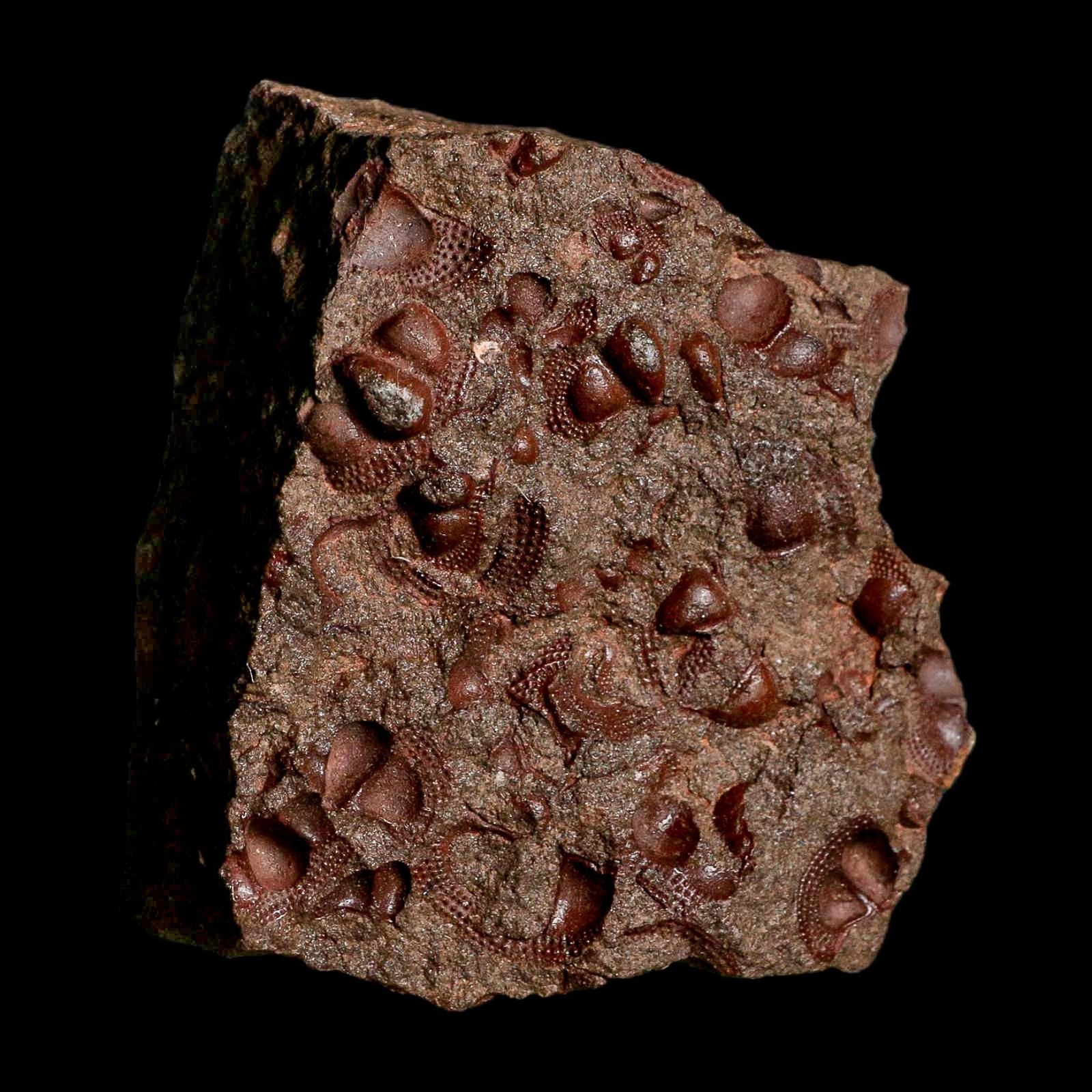 3.1" Trilobite Mortality Plate Fossil Devonian Age 400 Million Years Old COA