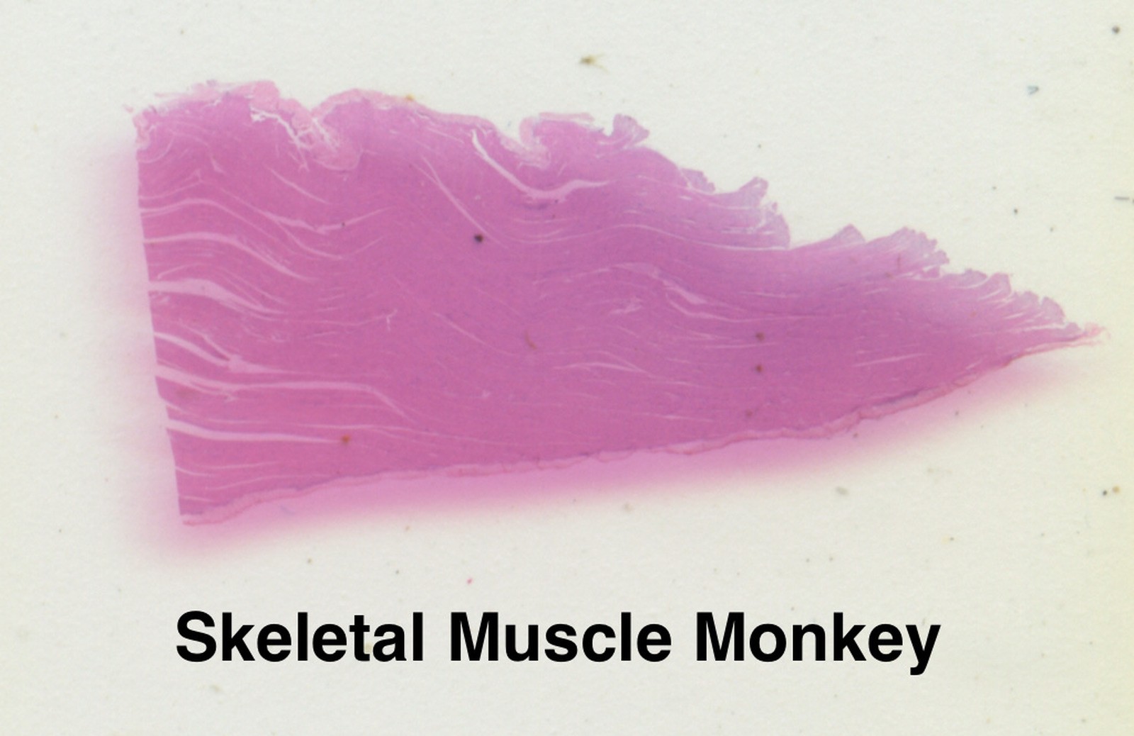 MONKEY PRIMATE HISTOLOGY Microscope Slide Set ORGAN SYSTEMS Rhesus Macaque