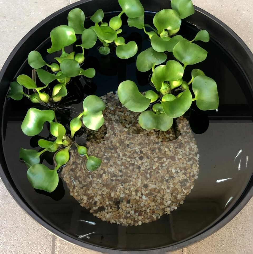 Special For Eggshapedcat, 8 Platinum Blue Miyuki