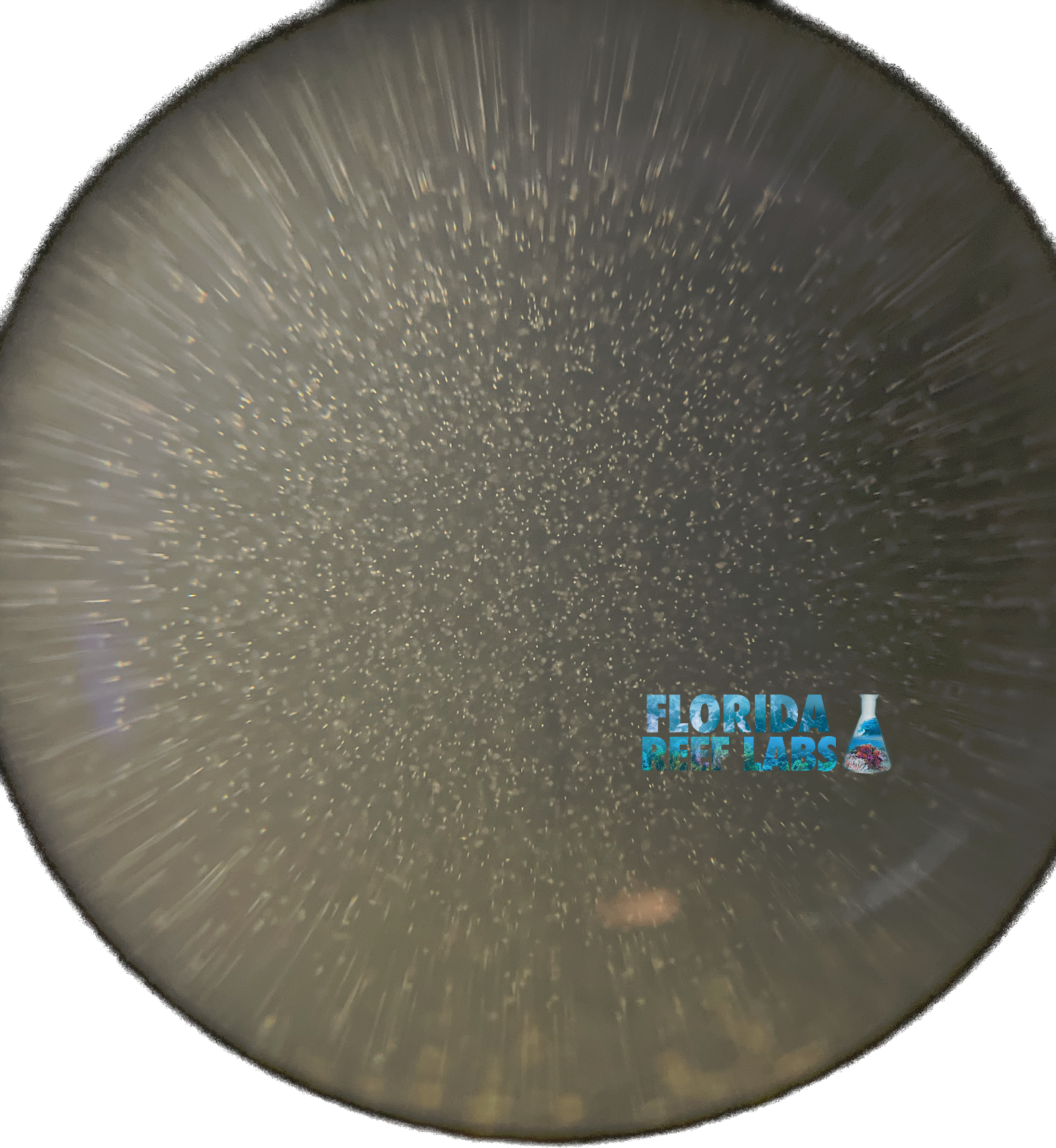 LIVE Copepods Apocyclops (aka Apex/Apocalypse) - 16oz - Florida Reef Labs®