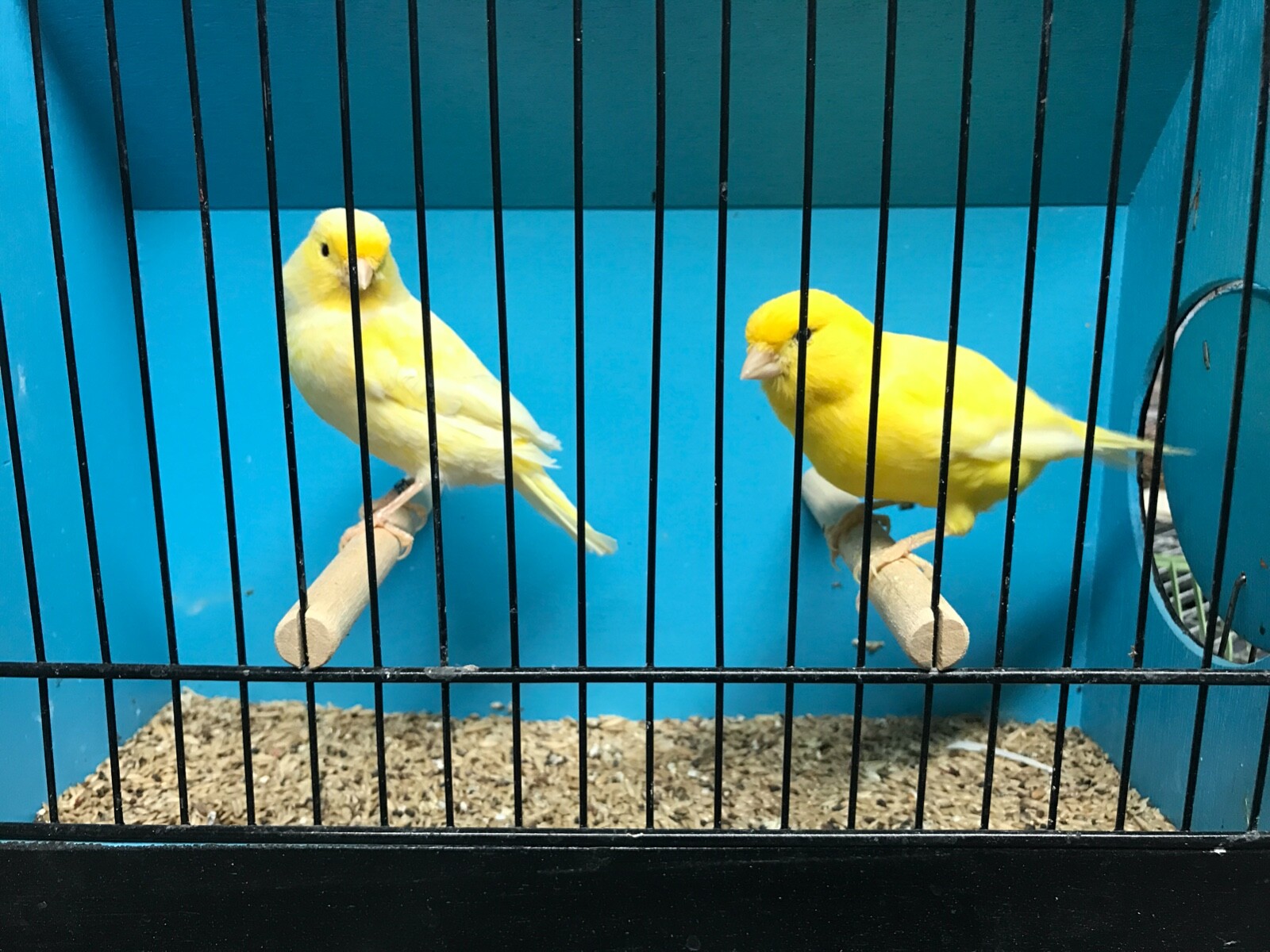 5 LB Canary Seed -Clean and Fresh