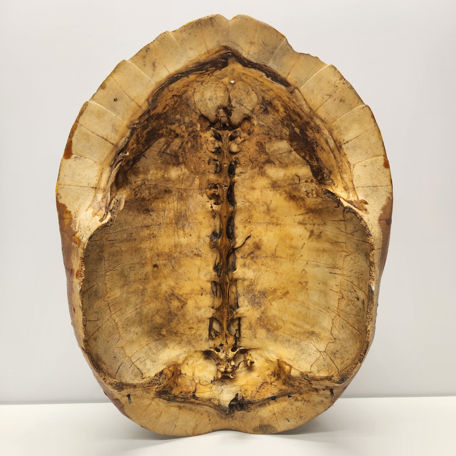 Vintage Real Turtle Shell Carapace 14 x 8" Taxidermy Curio Specimen Painted